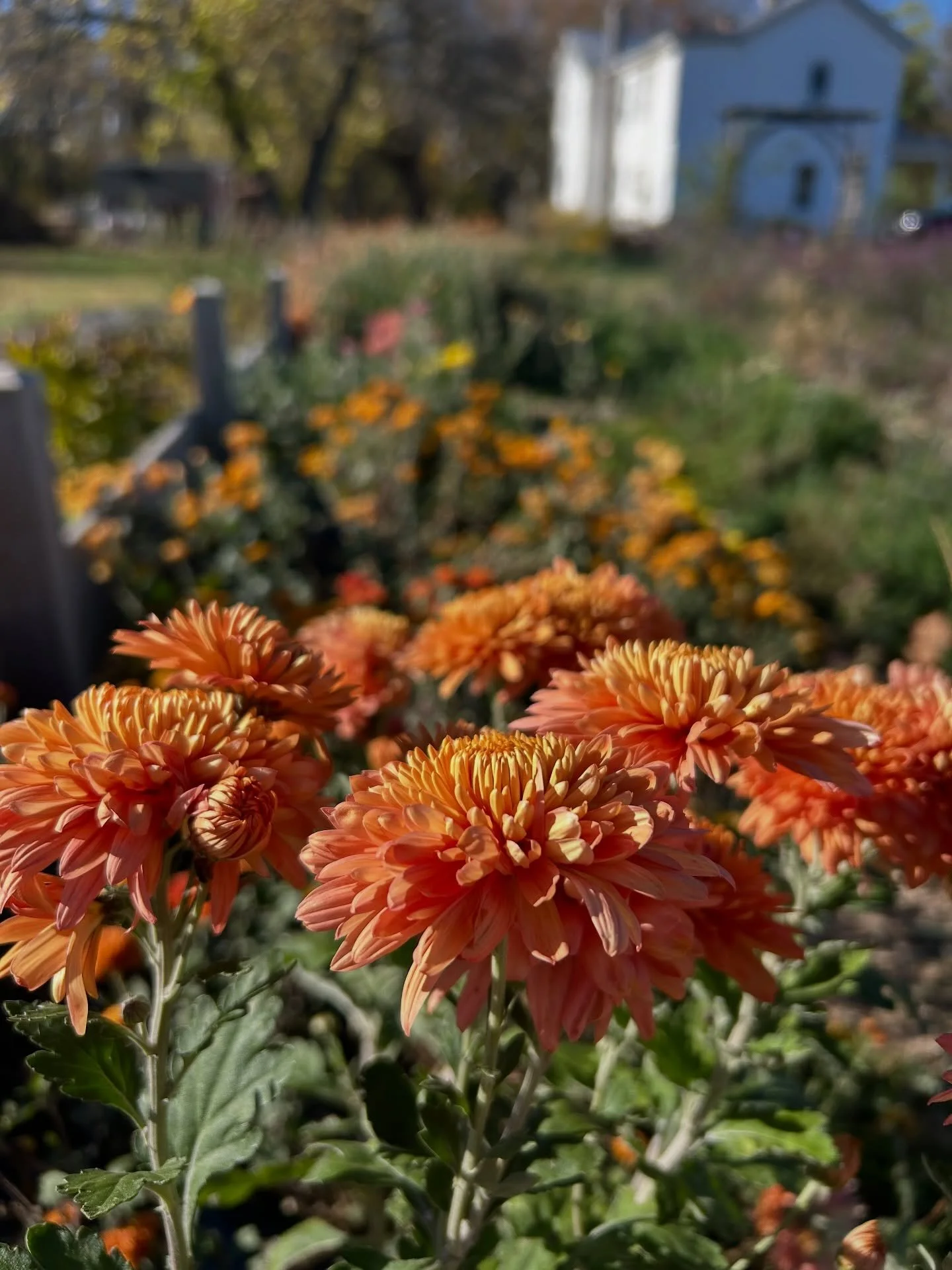 Nothing better than digging dahlia tubers on a crisp fall day 🍂
A little dirt, a lot of satisfaction, and the promise of next year’s blooms 🌸
#diggingdahlias #flowerfarm #goldenacresflowerfarm #fallonthefarm #dahliatubers