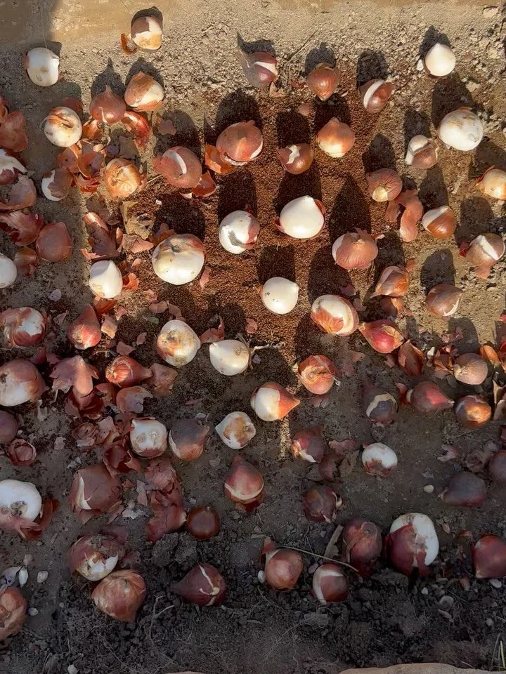 Tulips and peonies: planted! 🙌

Wesley&rsquo;s getting a full-body workout, and I&rsquo;m just over here praying for perfect blooms and no squirrels with bad intentions. 😅

Spring 2026, we&rsquo;re comin&rsquo; for ya!