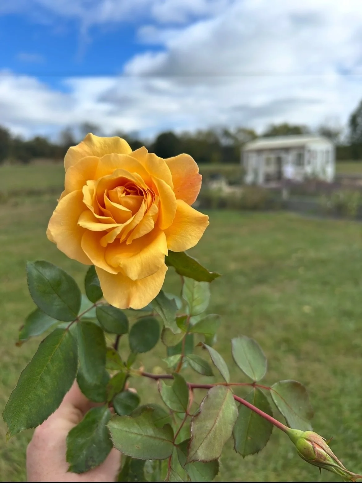 We are so thankful for each and every one of our customers and supporters. Like a yellow rose, you bring so much friendship and joy into our lives.

Wishing you a cozy, comfy Thanksgiving filled with friends, family, good food, good drinks, and plent