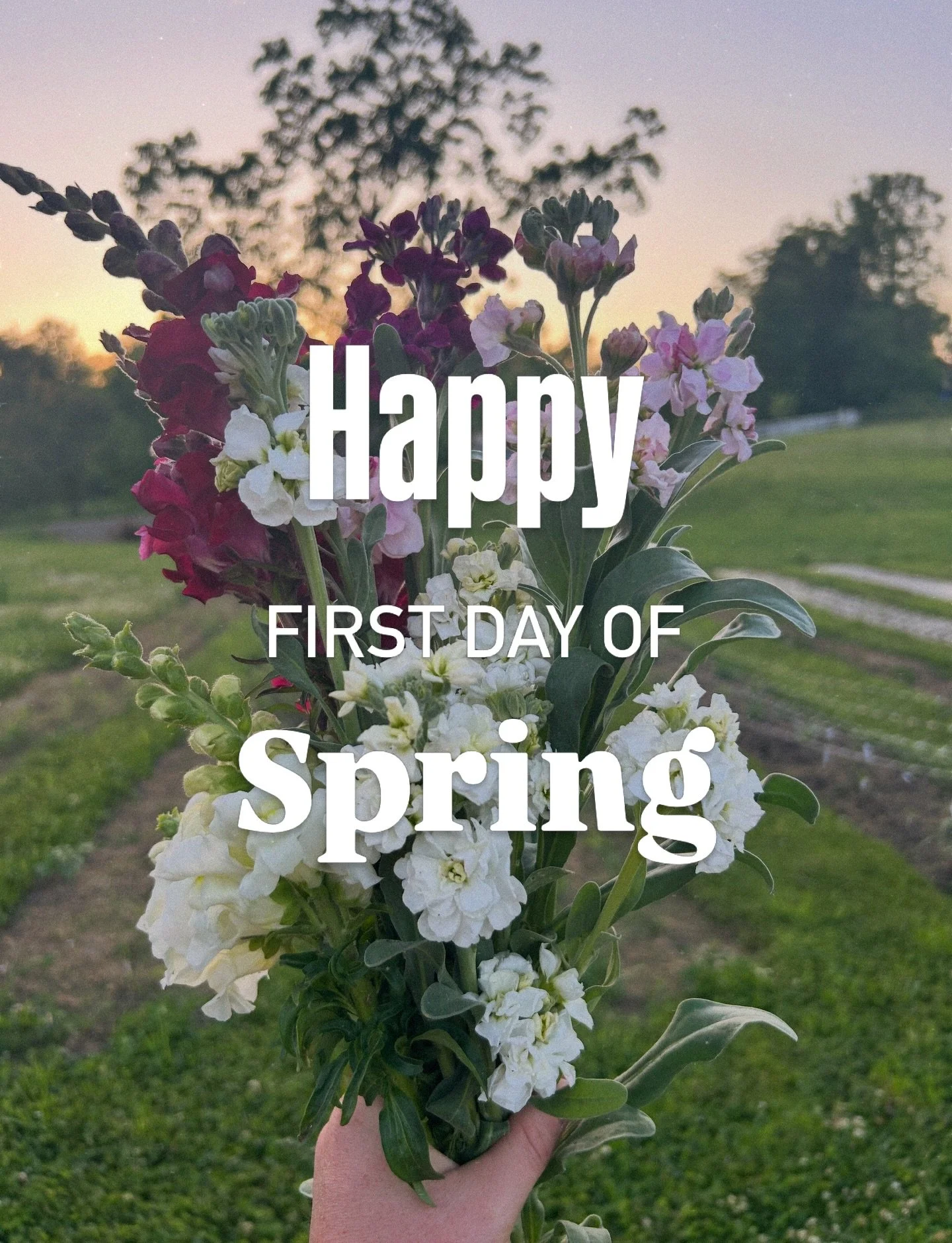 Happy first day of Spring! The farm stand will be open again soon enough folks! 👏🏻 🌸🌷

Until then, catch us at Vintage w/ a View Spring Market - March 28th from 10 to 3pm! We&rsquo;ll be selling tulip bundles and merch. 🌷

#goldenacresflowerfarm