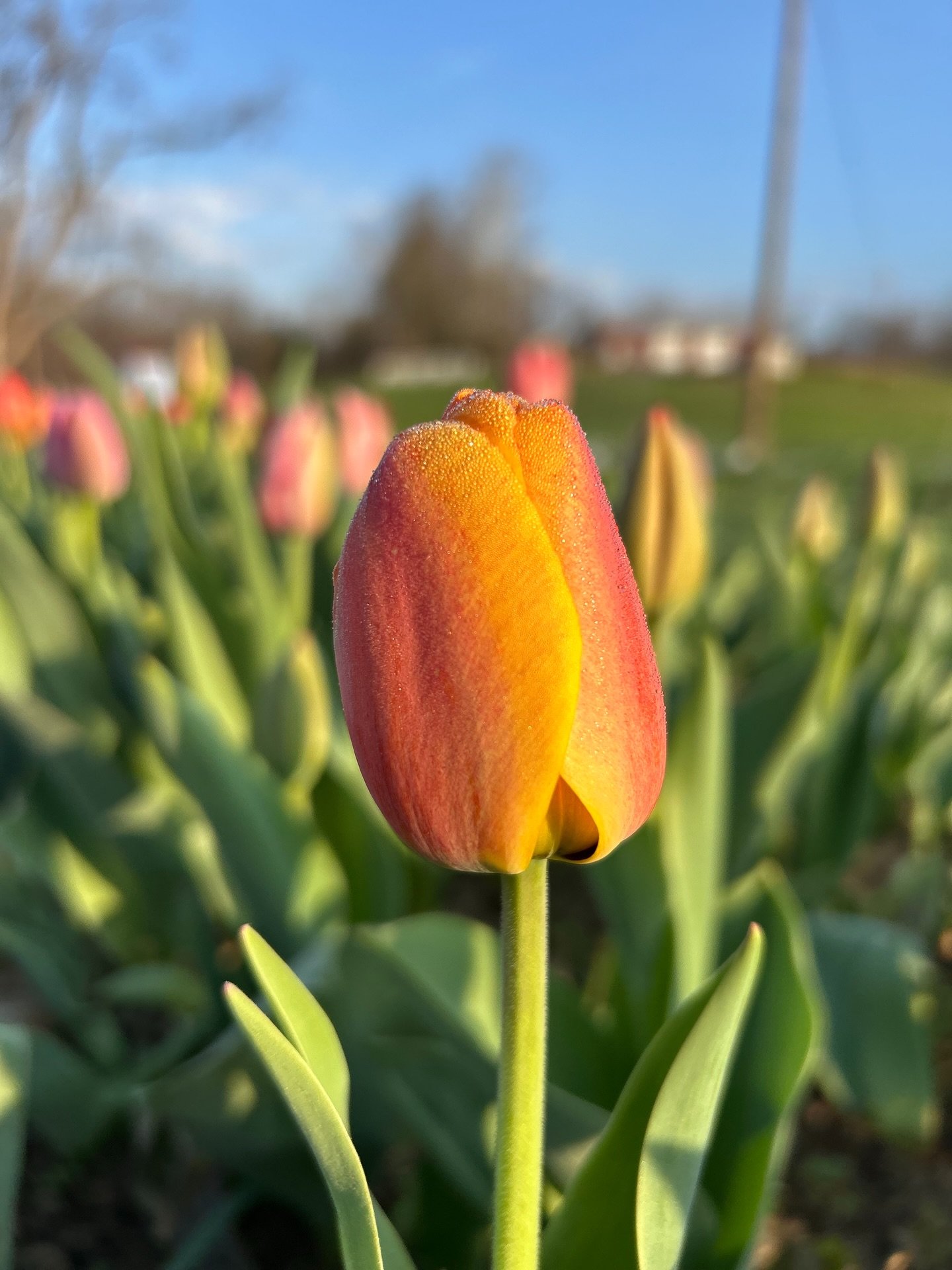 🌷 Happy Monday!  We hope everyone had a wonderful weekend with friends and family. 

What&rsquo;s happening this week 👉🏻
&bull; More bouquets are headed your way starting Wednesday at Flour to Fork, the farm stand, and Foltz Store. 

Tulip bundles