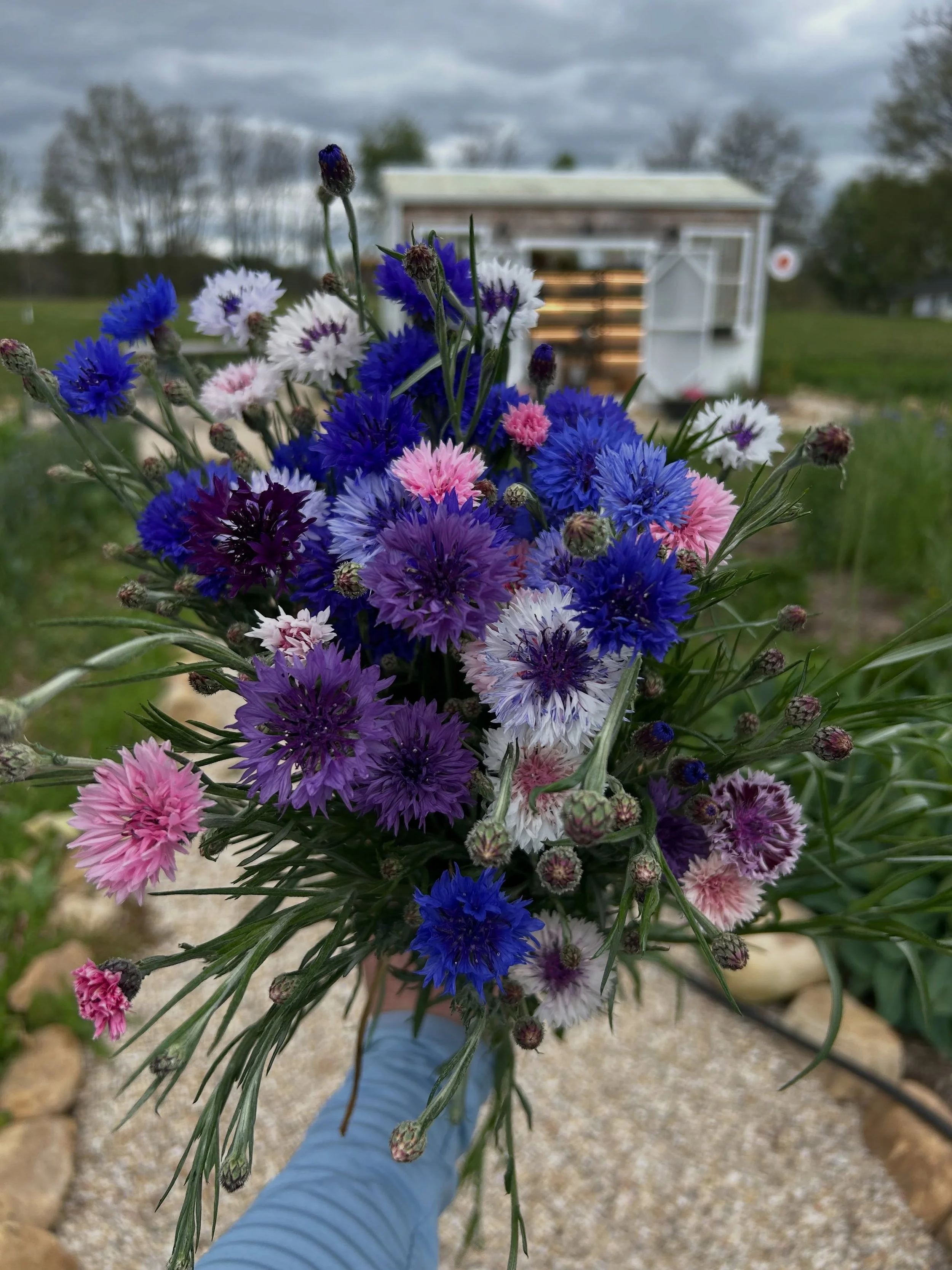 Friday Flower Dump 🌸🌻🌷🌼🪻

The rain is blessing the garden with its magic and everything is soaking it up beautifully ✨ We hope you have an amazing weekend ahead. Don&rsquo;t forget to swing by one of our flower stocked locations and grab a bundl