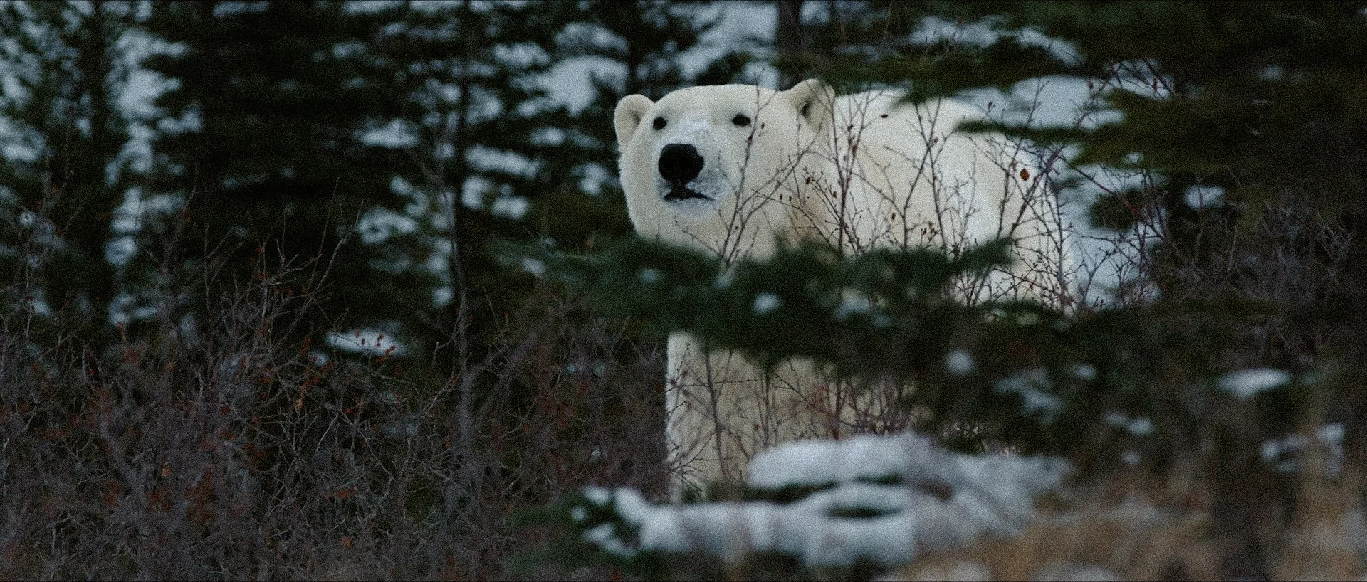 NuisanceBear_Website_3.jpg