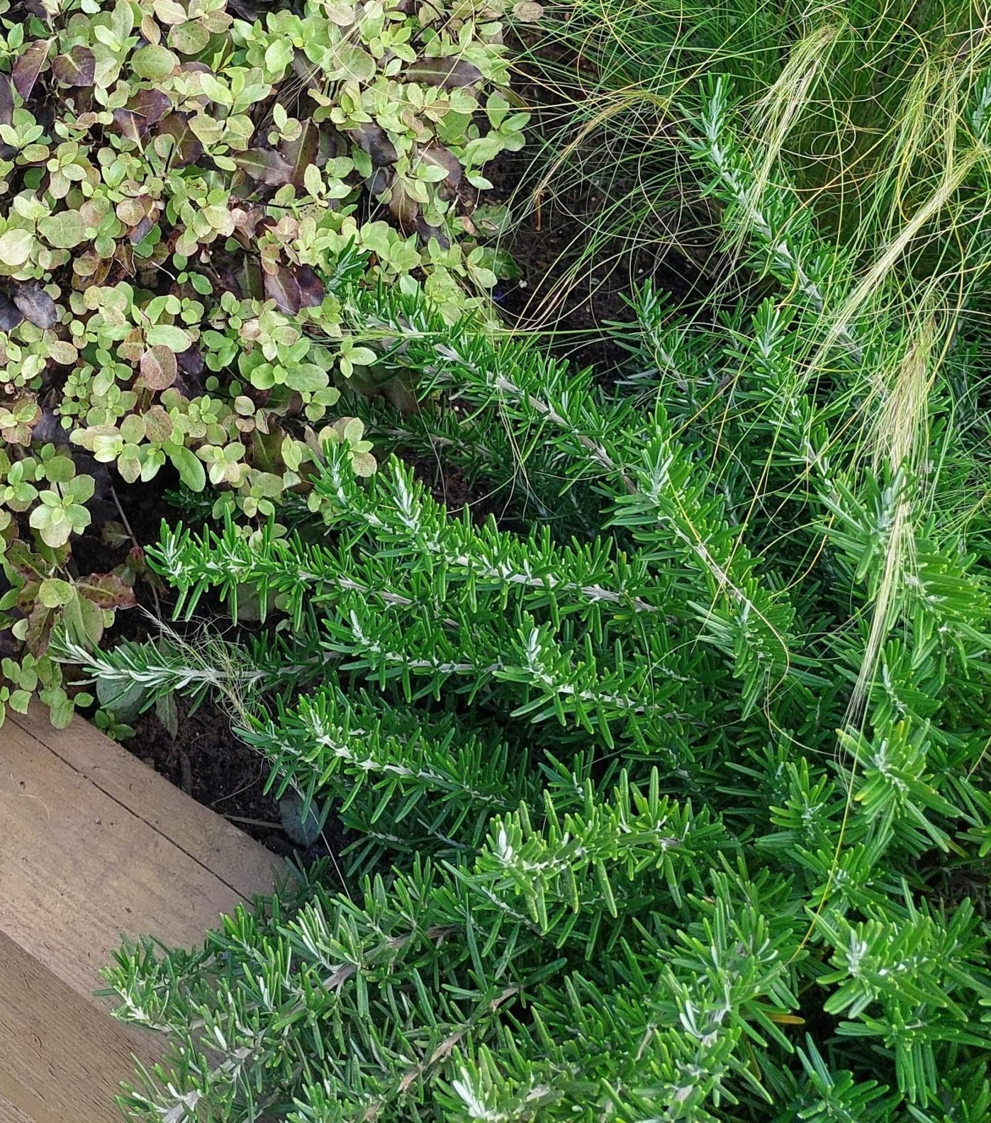 Tatton edible garden