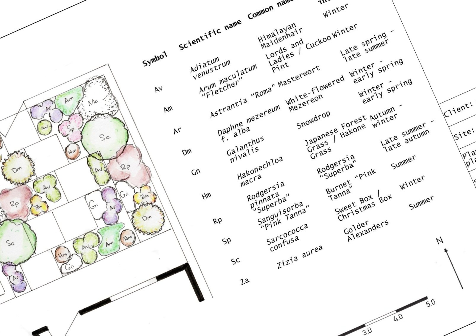 Front+garden+planting+plan+blurred+details.jpg