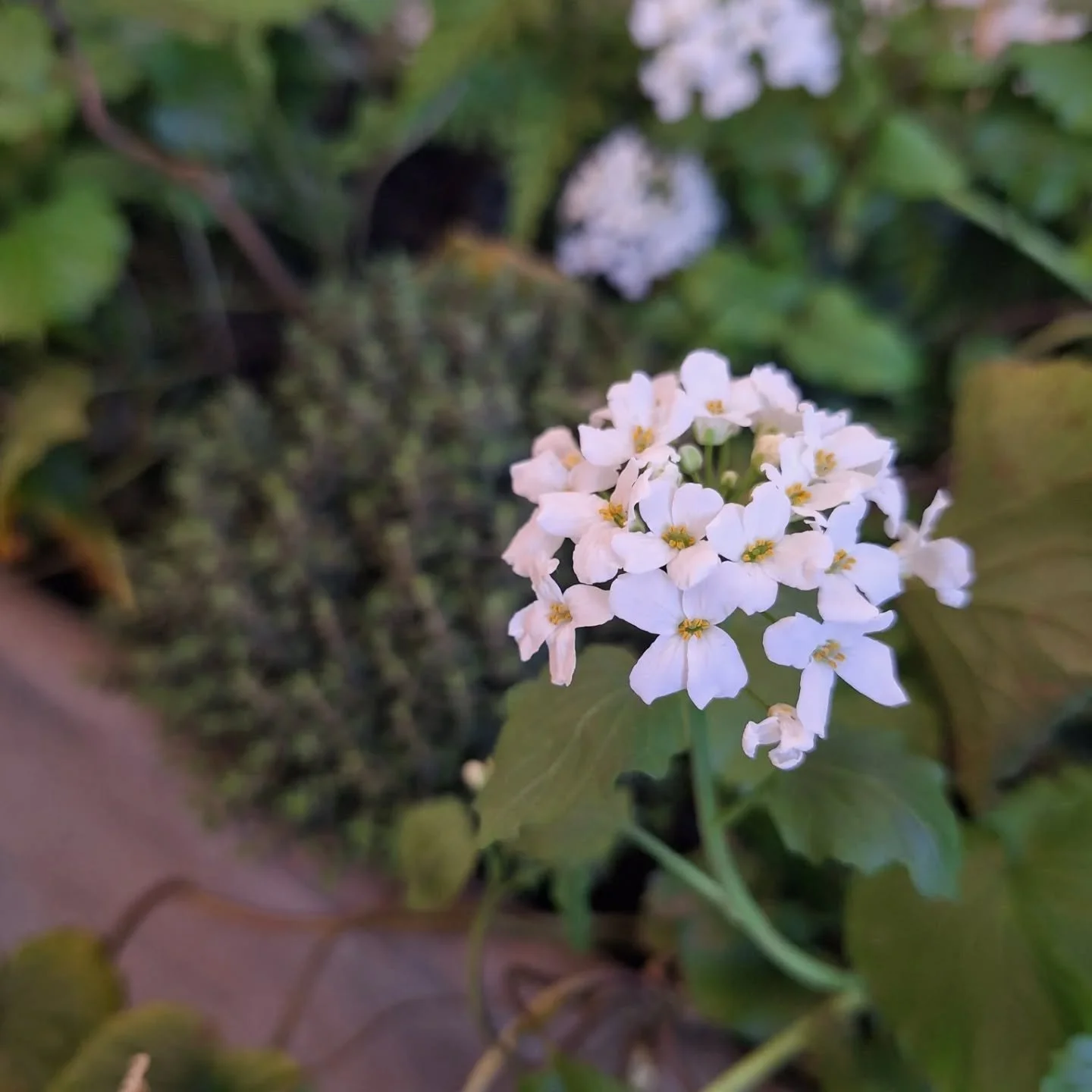 It's often tempting to throw more of everything into a garden. But sometimes a restrained colour palette is much more effective. Our spring display tightly focused on whites and greens for @hire.cumbria this weekend.

The blossom of the small Pear (P