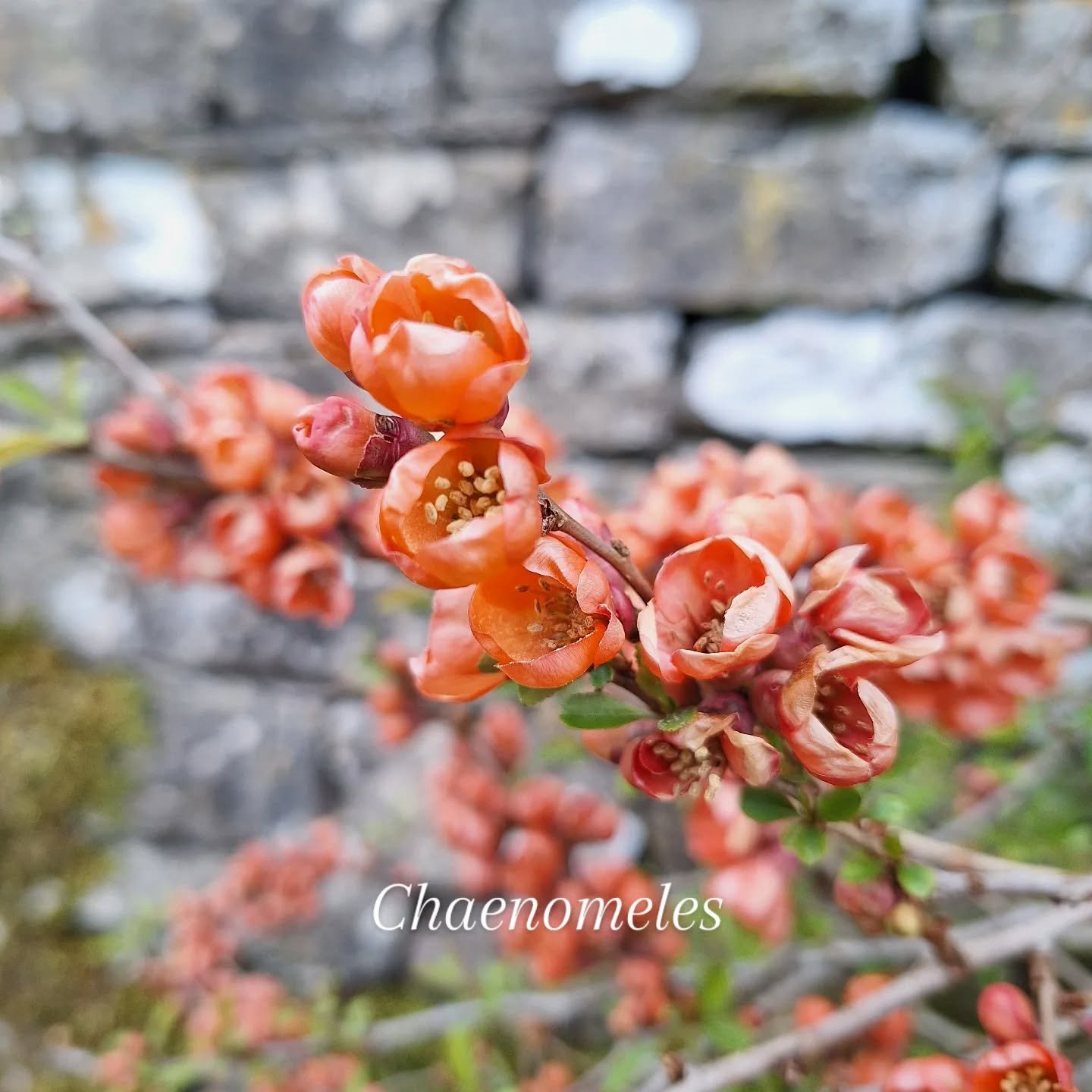 An excellent plant for many of our northern gardens...

Chaenomeles (Ornamental Quince) will grow in difficult spots &mdash; poor soil, a cold wall, partial shade &mdash; and still put on this every April. The coral tones work well against darker bac