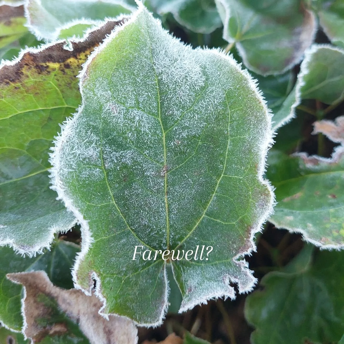 Yes... We're still visited by occasional frosts in April.

But April is also when most gardens hit their stride for the new season. Plants are growing and bulbs are flowering day by day. 

As the last remnants of the winter garden dissolve beneath th