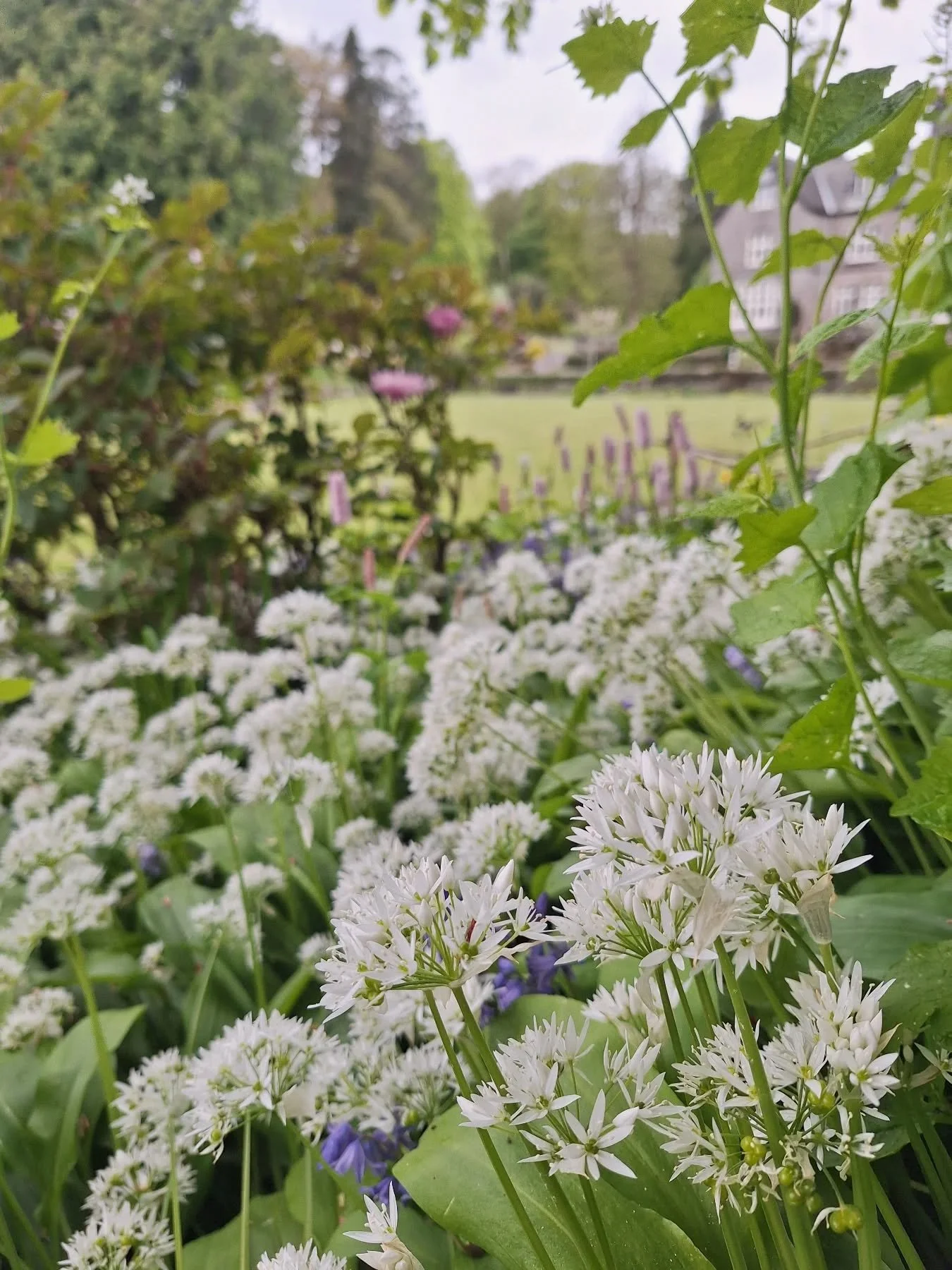 There's nearly always a grey area between plants thriving and doing too well.

Wild garlic is a native woodland plant found across South Lakeland. In some gardens it can be a bit too well adapted, spreading to cover the ground just as other plants ar