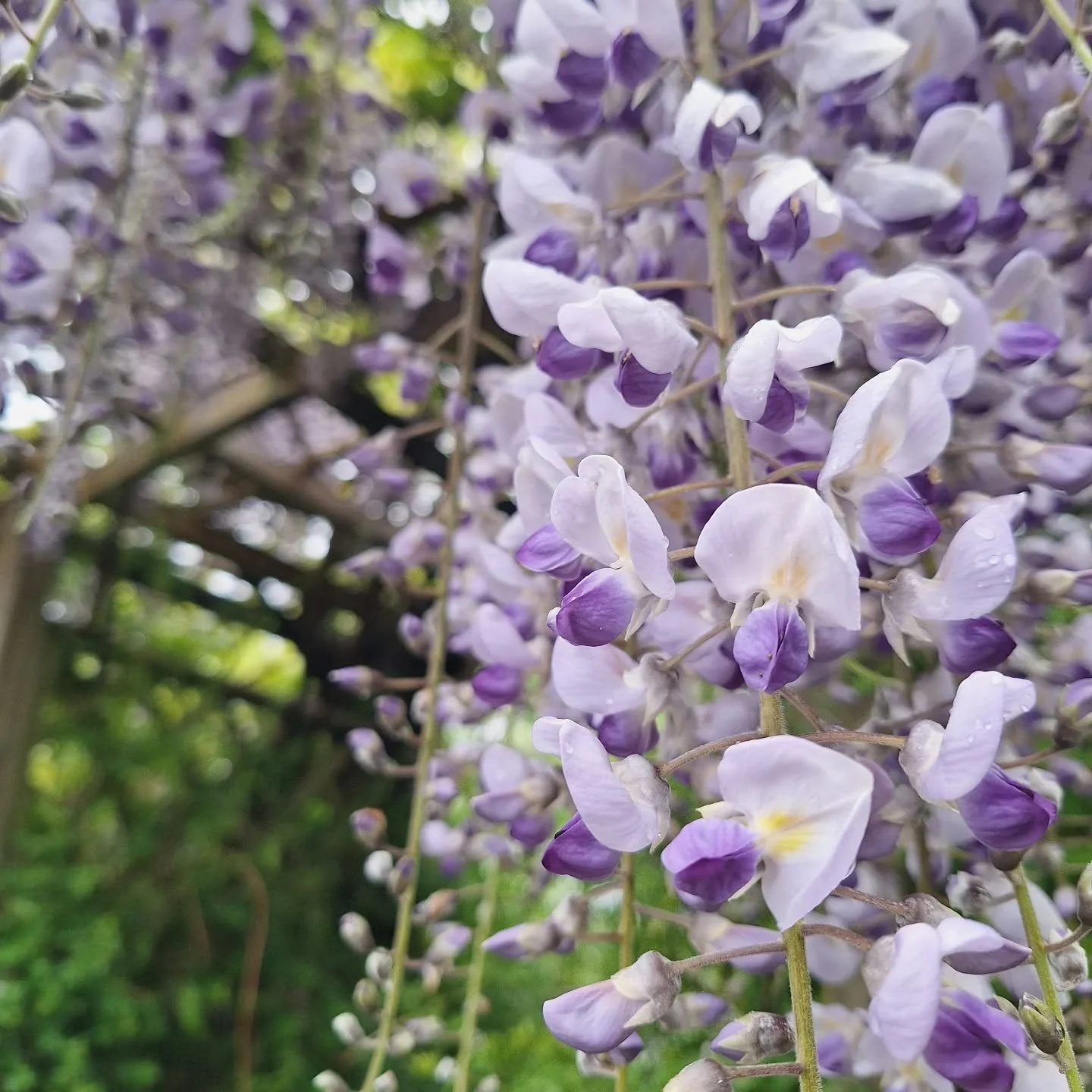 Wisteria sinensis at its peak, draped across a pergola arch.
.
The racemes hang heavy with blooms and the scent carries well before you reach it.
.
For a window May, this arch becomes a real gateway into the late spring garden.
.

#wisteria 
#wisteri