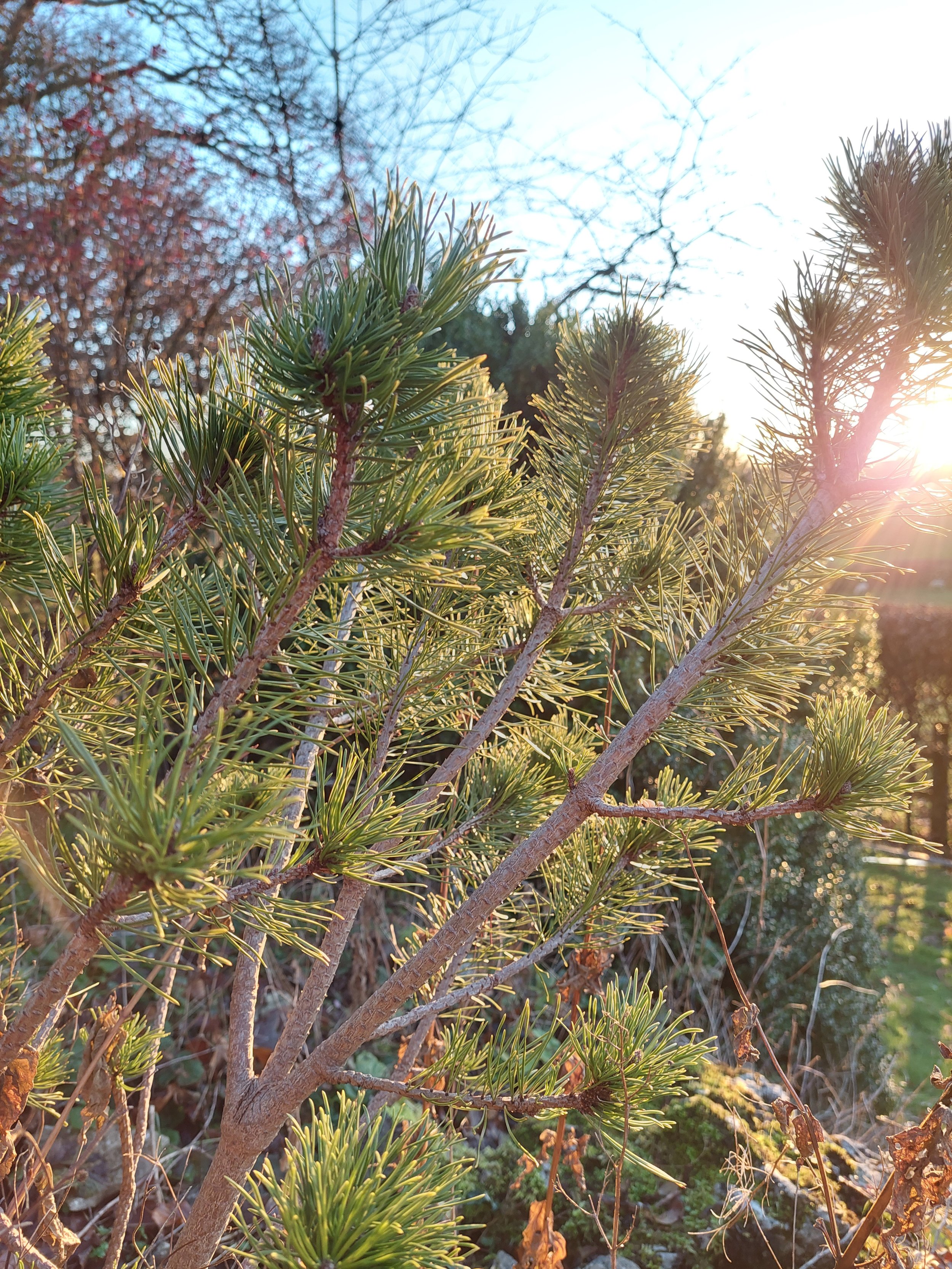 Casterton Cragside Garden
