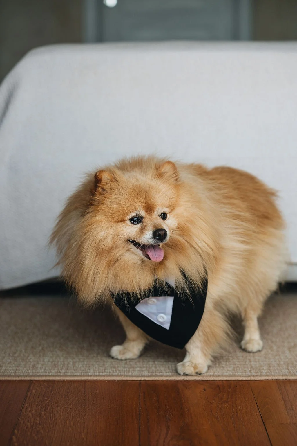 wedding-dog-ring-bearer.jpg