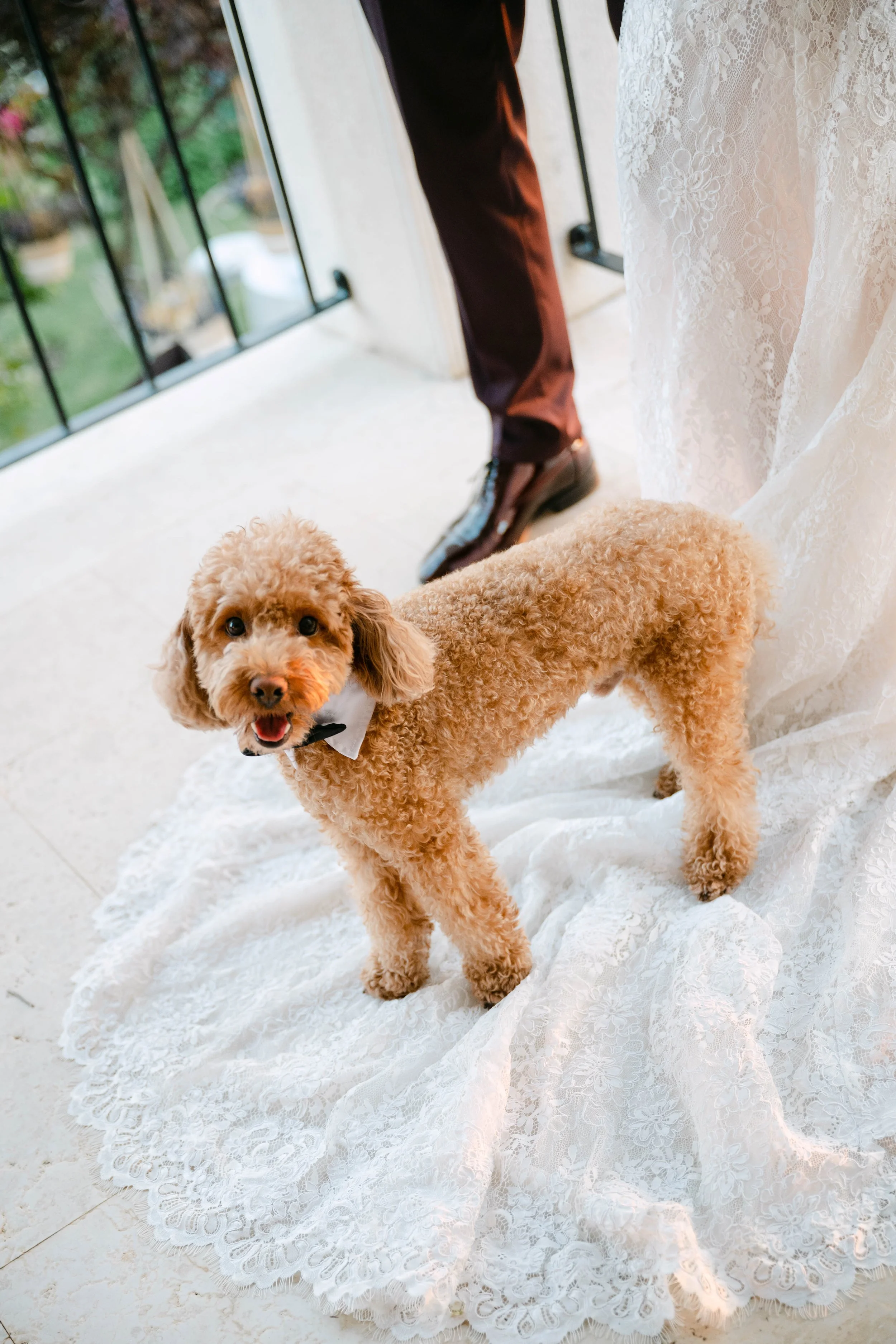 dog-wedding-dressedup.jpeg
