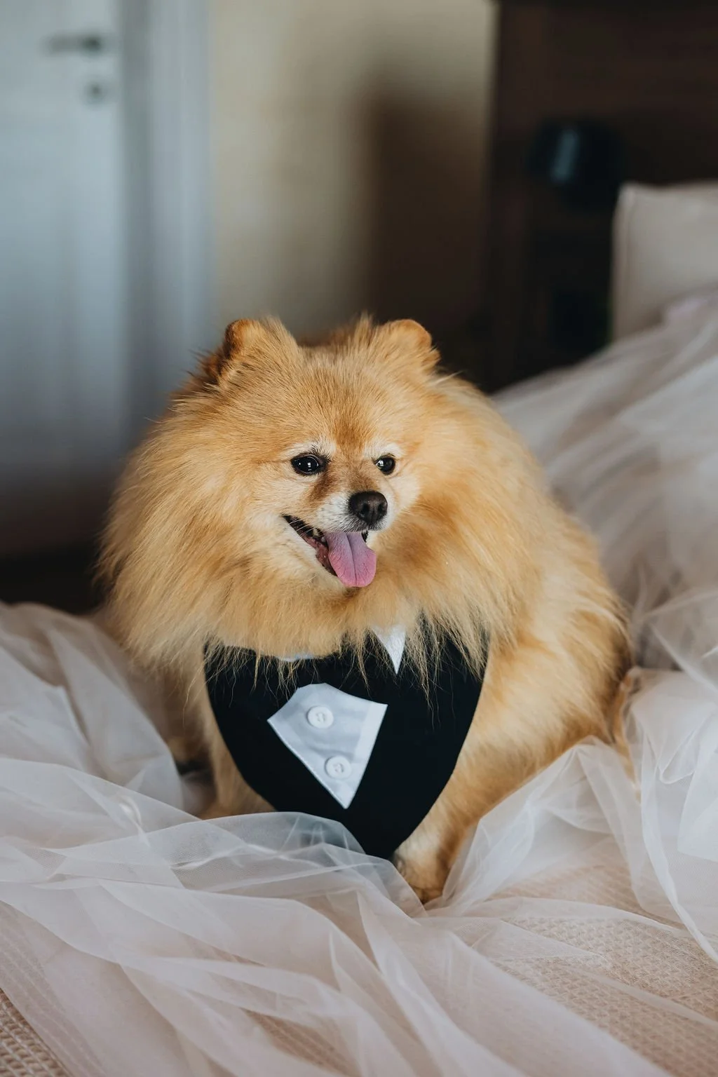 weddinginistria_paladnjaki (116).jpg