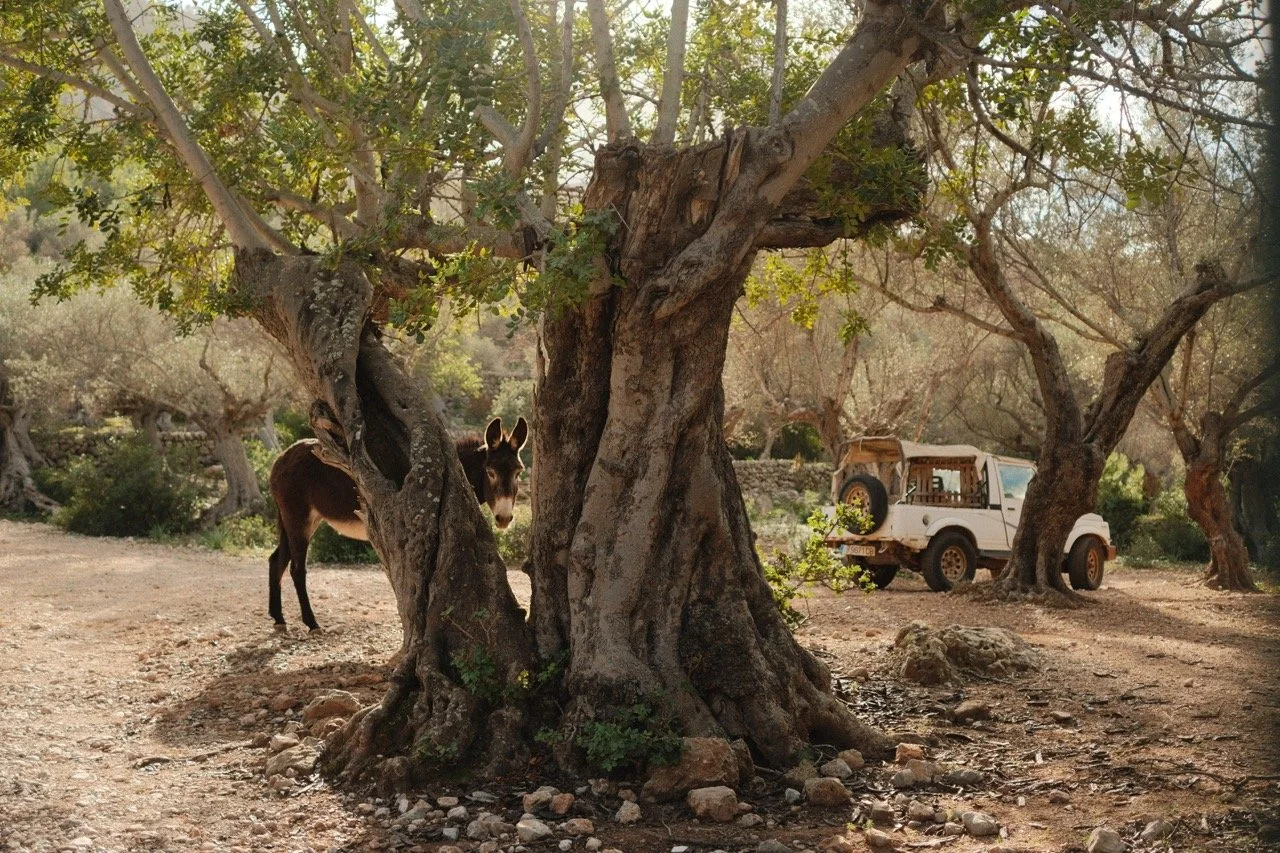 Ancient twisted olive tree in a sunlit grove, Mallorca, Spain, by Zyan Sachs