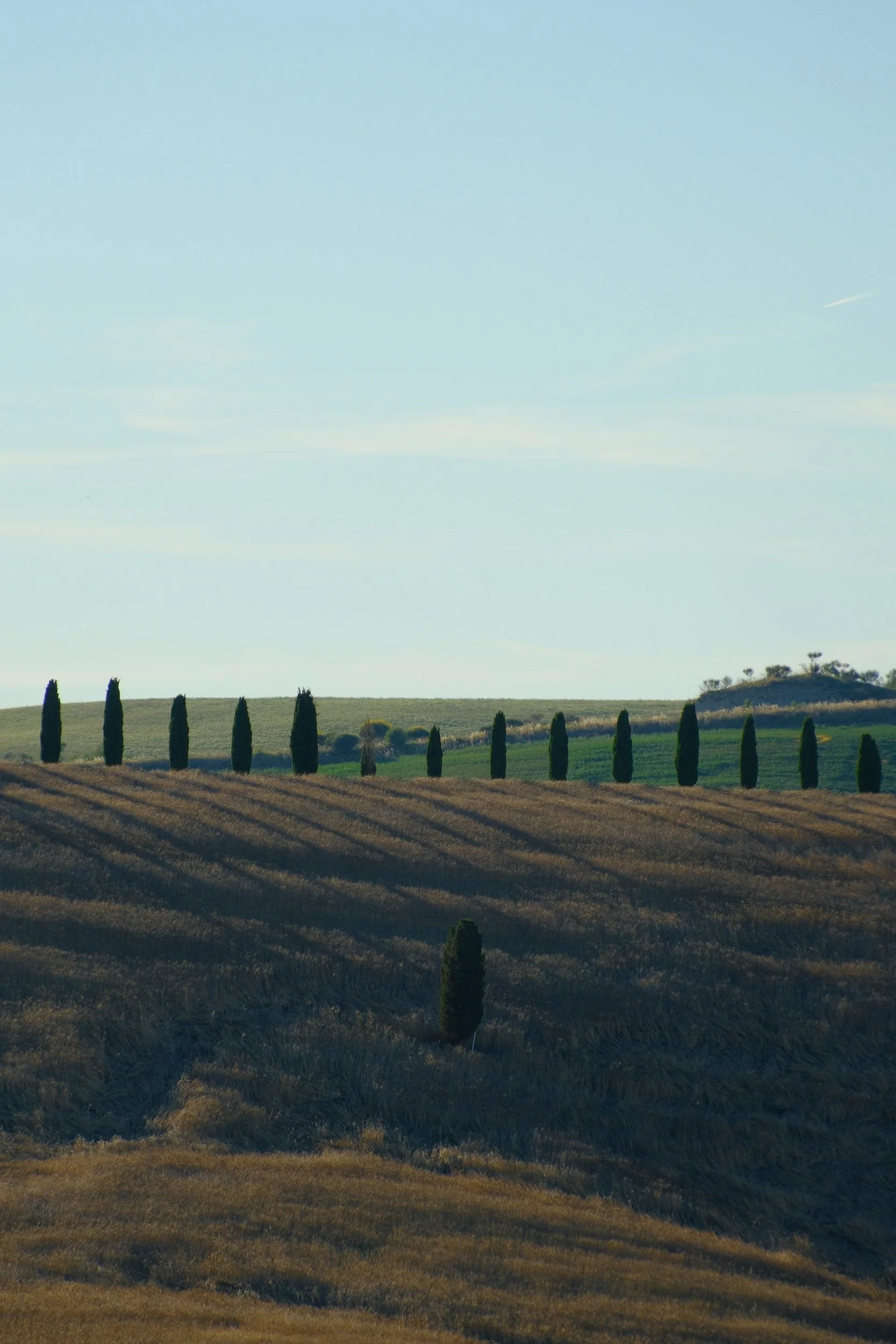 Line of cypress trees casting long shadows across a golden wheat field, Tuscany, Italy, by Zyan Sachs