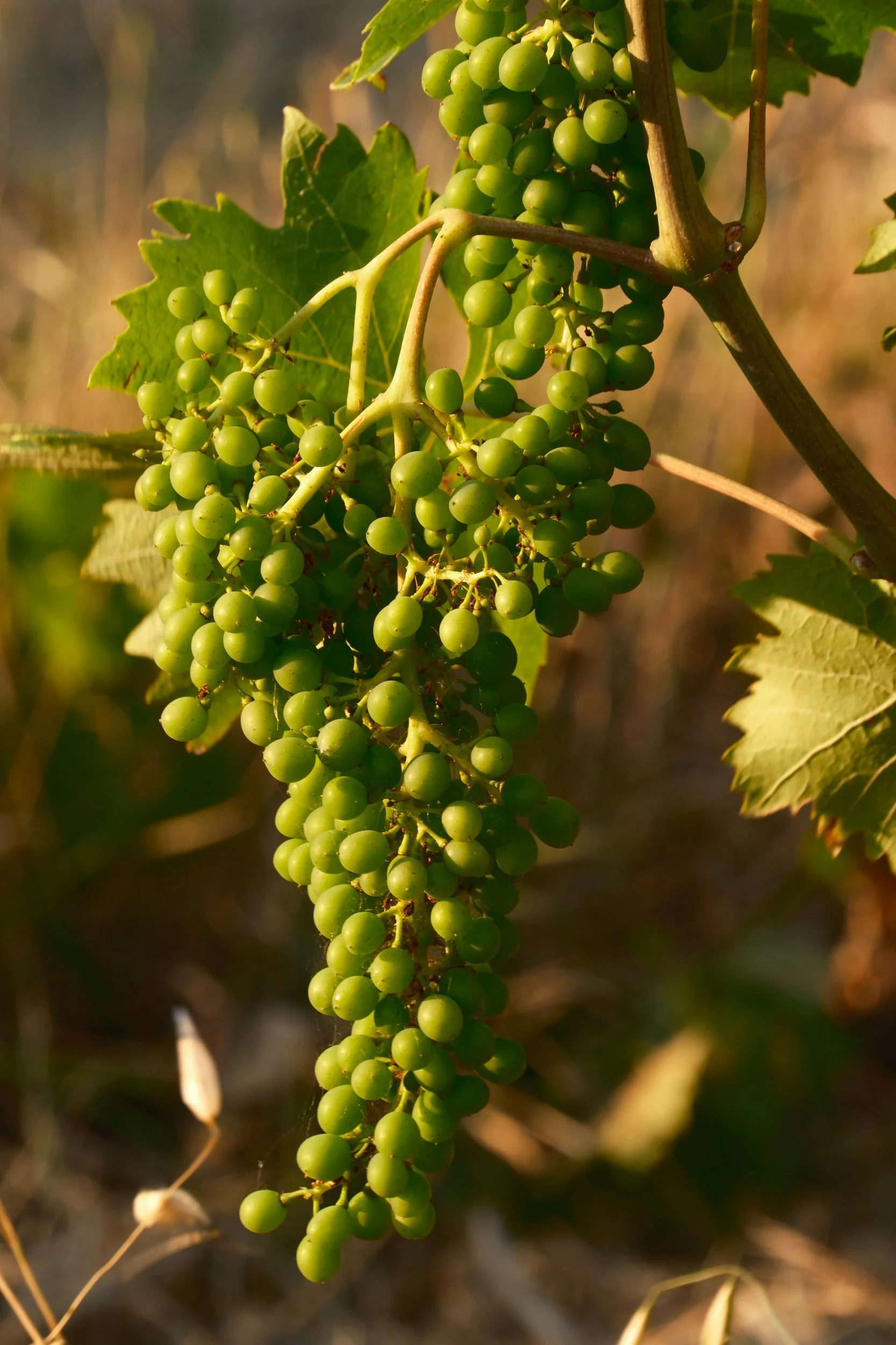 Cluster of green grapes on the vine in warm evening light, Tuscan vineyard, Italy, by Zyan Sachs