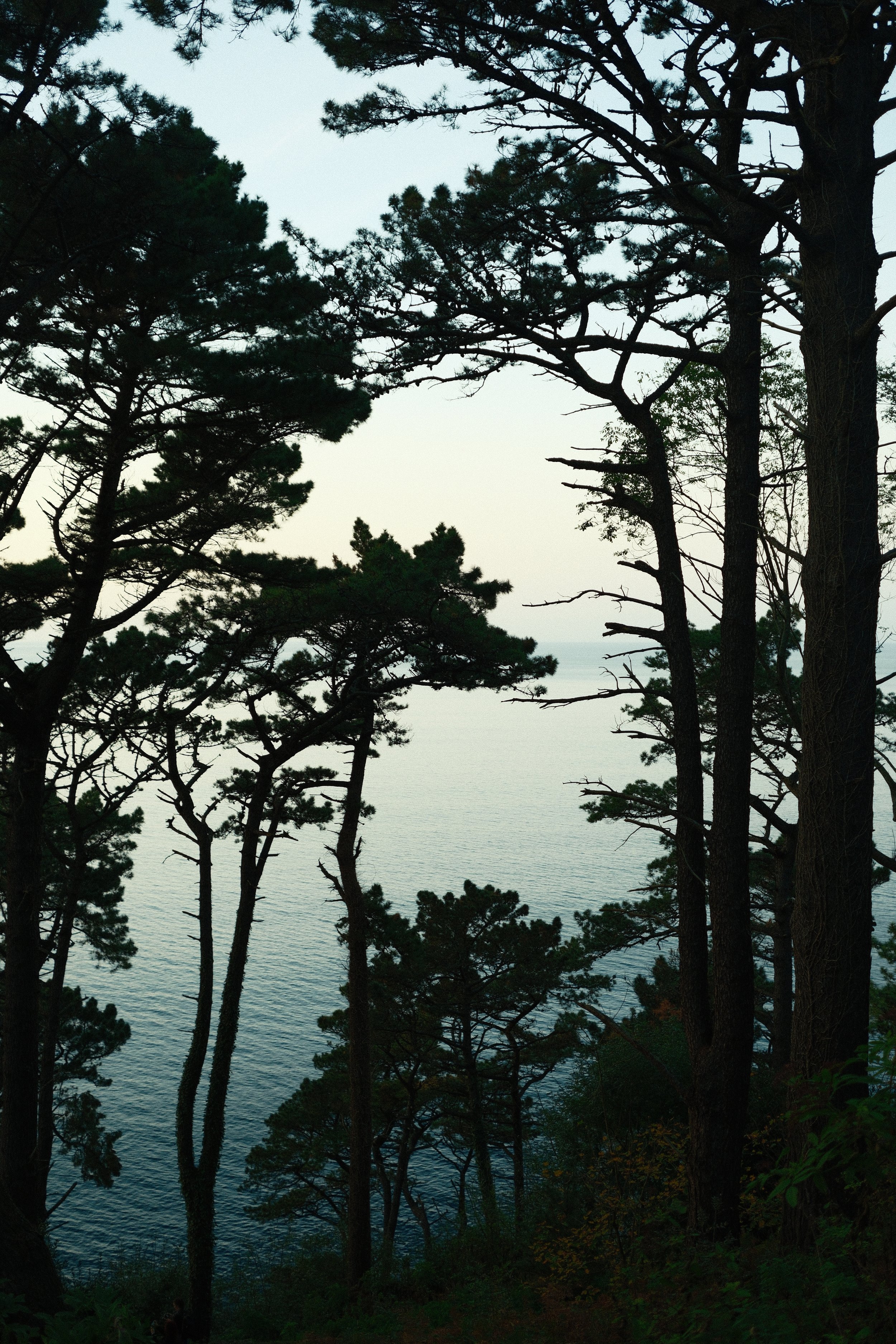 Silhouetted pines above the calm sea at dusk, San Sebastián, Basque Country, Spain, by Zyan Sachs