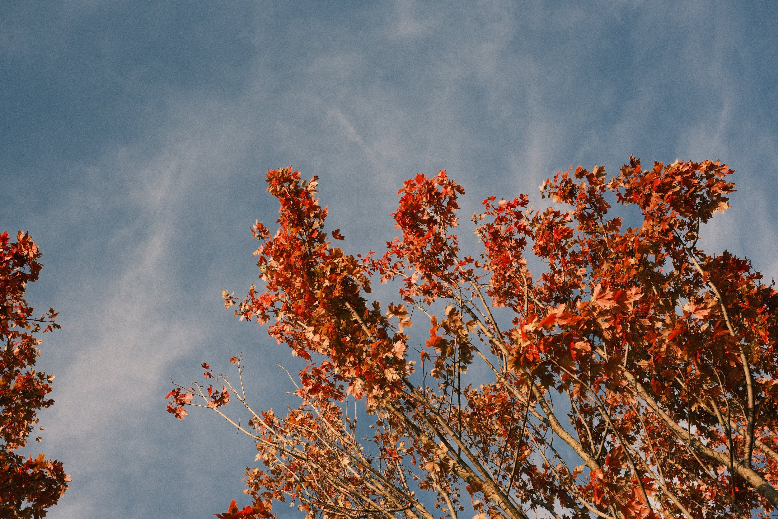 Autumn leaves glowing orange against a pale sky, Basque Country, Spain, by Zyan Sachs