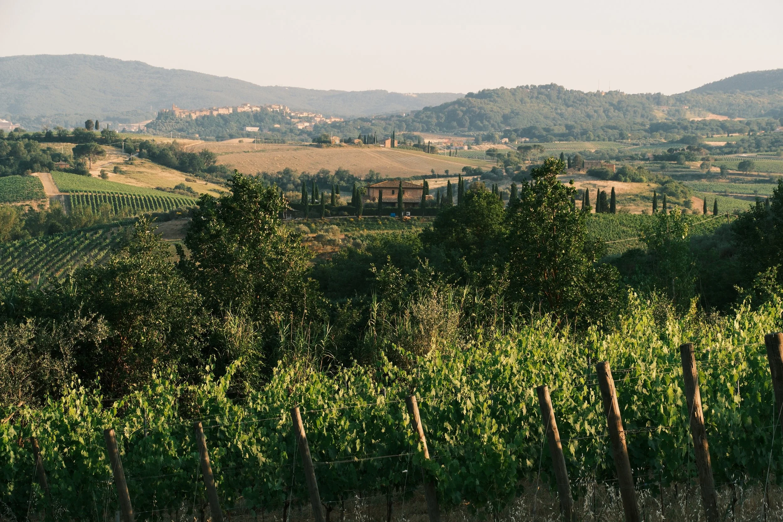 Vineyard sloping toward the Valdichiana hills at Agriturismo Metina, Montepulciano, Tuscany, by Zyan Sachs