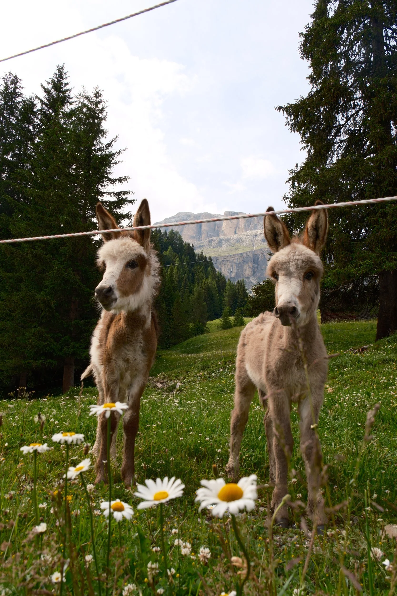 Two fluffy baby donkeys behind a rope fence in a daisy meadow with Dolomite cliffs behind, Alta Badia, Italy, by Zyan Sachs