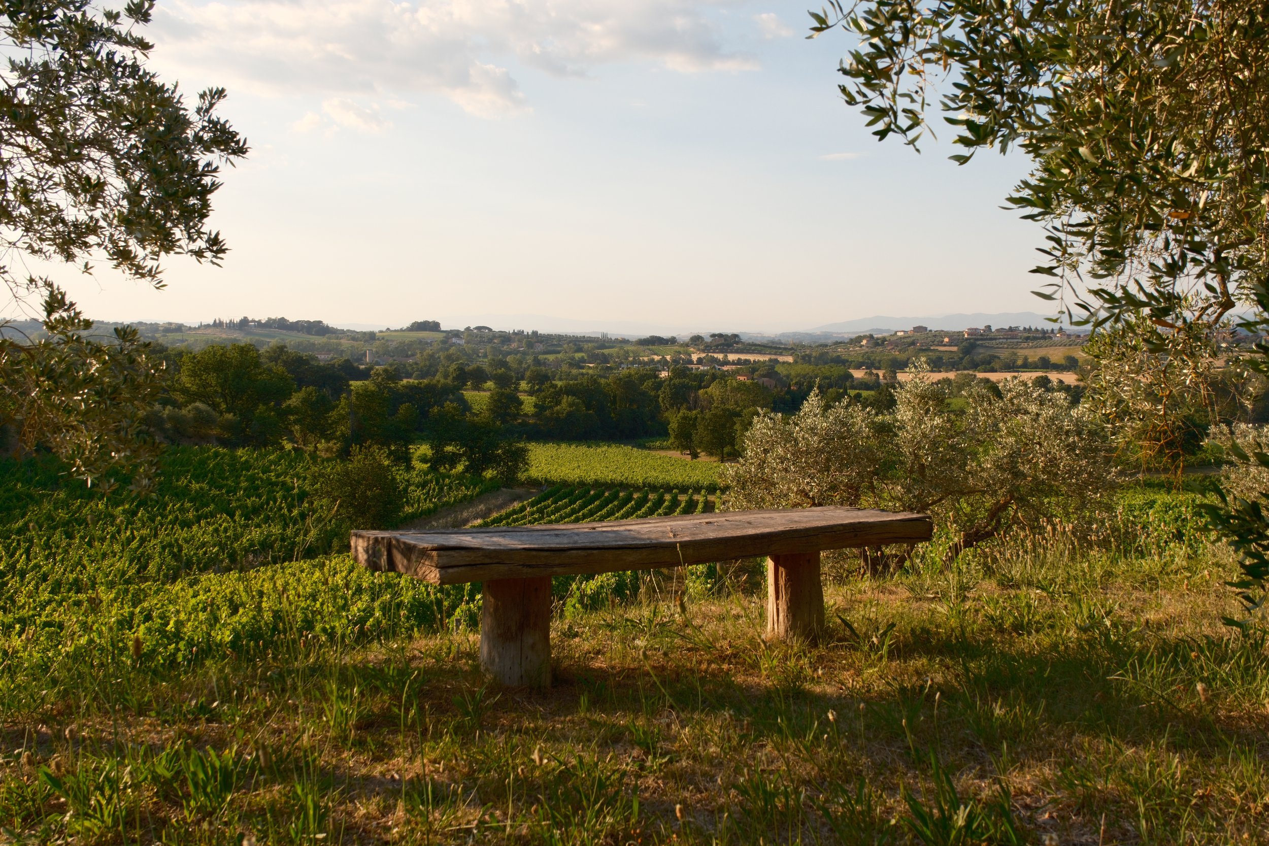 Rustic wooden bench under olive trees overlooking vineyards and rolling Tuscan countryside, Italy, by Zyan Sachs