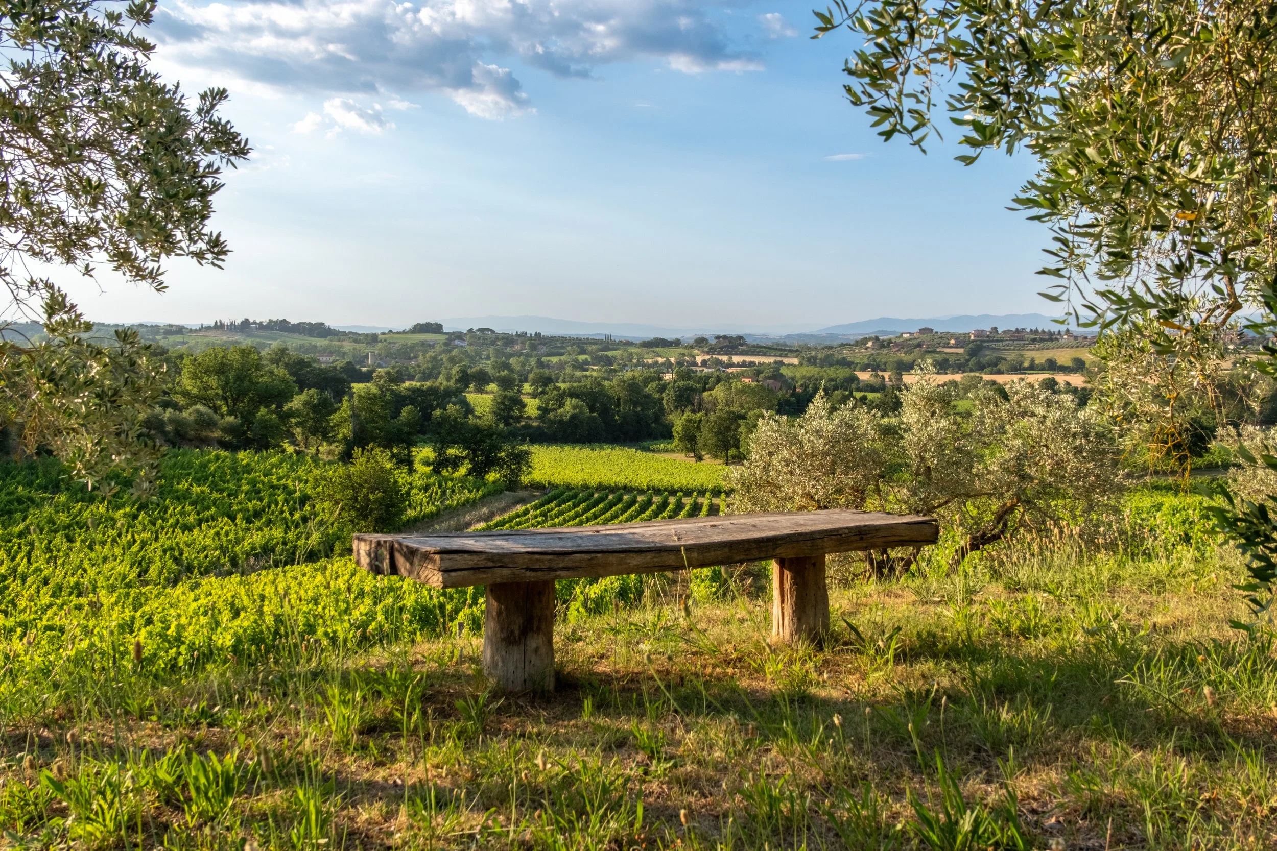 Wooden bench under olive trees overlooking the Valdichiana at Agriturismo Metina, Montepulciano, Tuscany, by Zyan Sachs