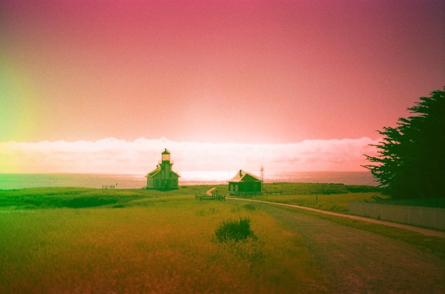Lone tree in a field under a pink film-toned sunset sky, California - travel photography and fine art prints by Zyan Sachs