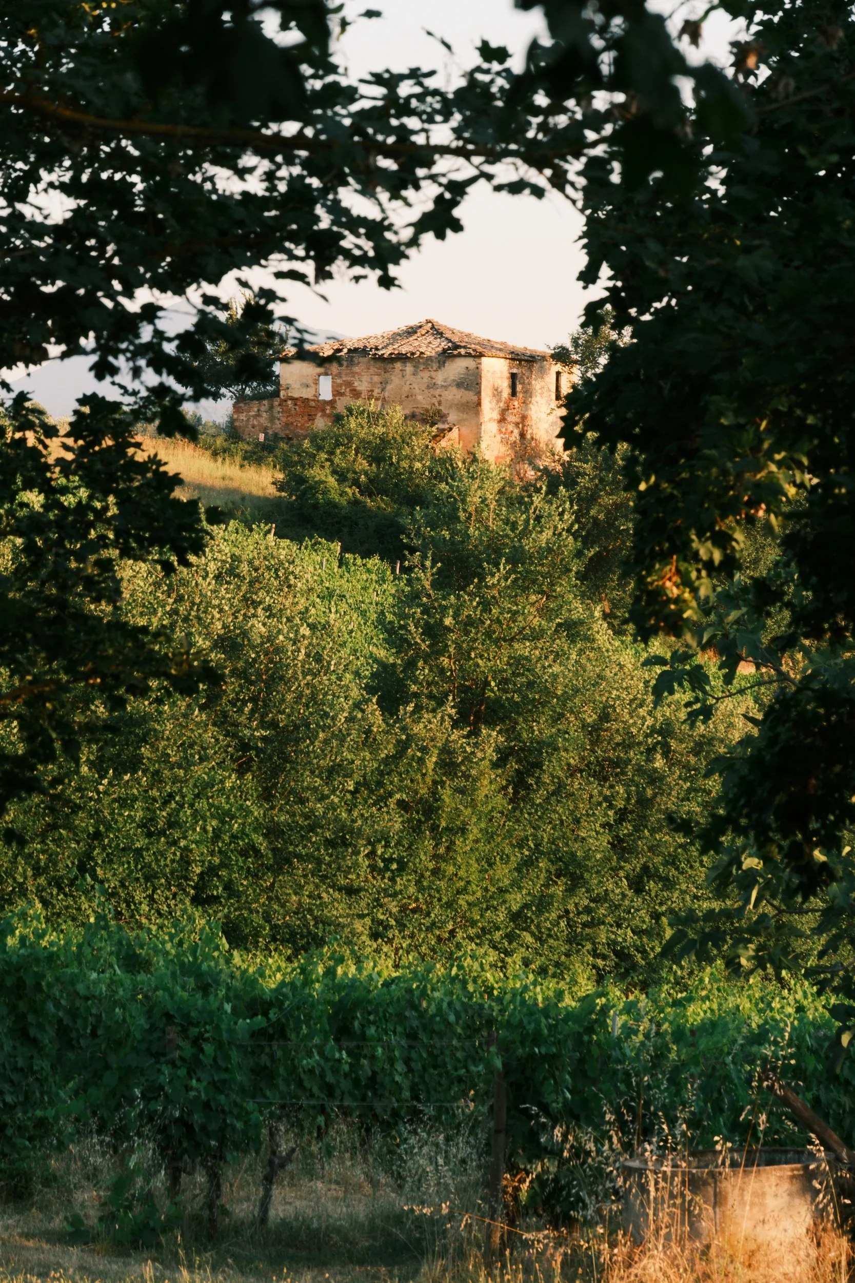 Abandoned stone farmhouse on a hill framed by trees above a vineyard at golden hour, Tuscany, Italy, by Zyan Sachs