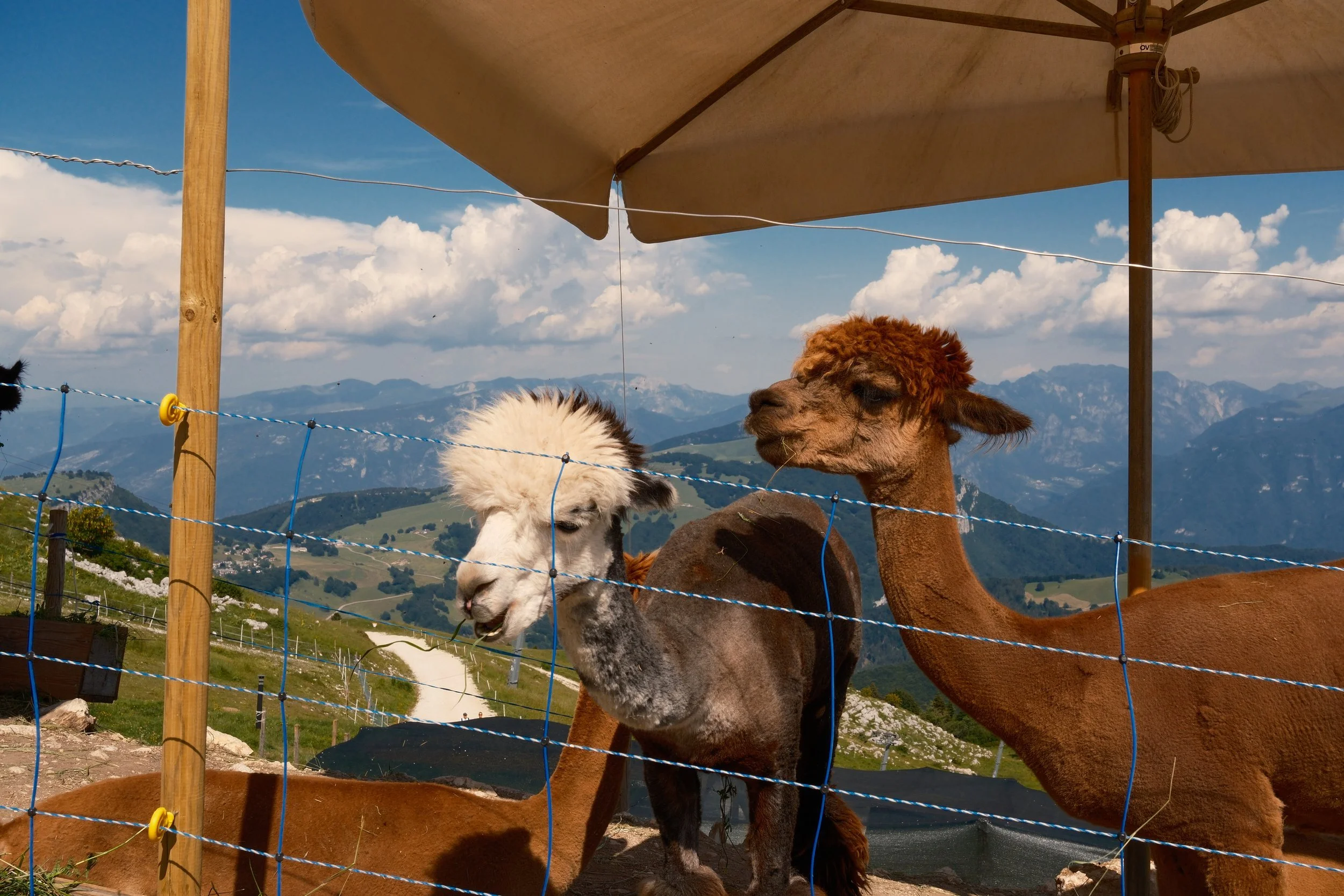 Alpacas grazing behind a fence under an umbrella with mountain views on Monte Baldo, Lake Garda, Italy, by Zyan Sachs