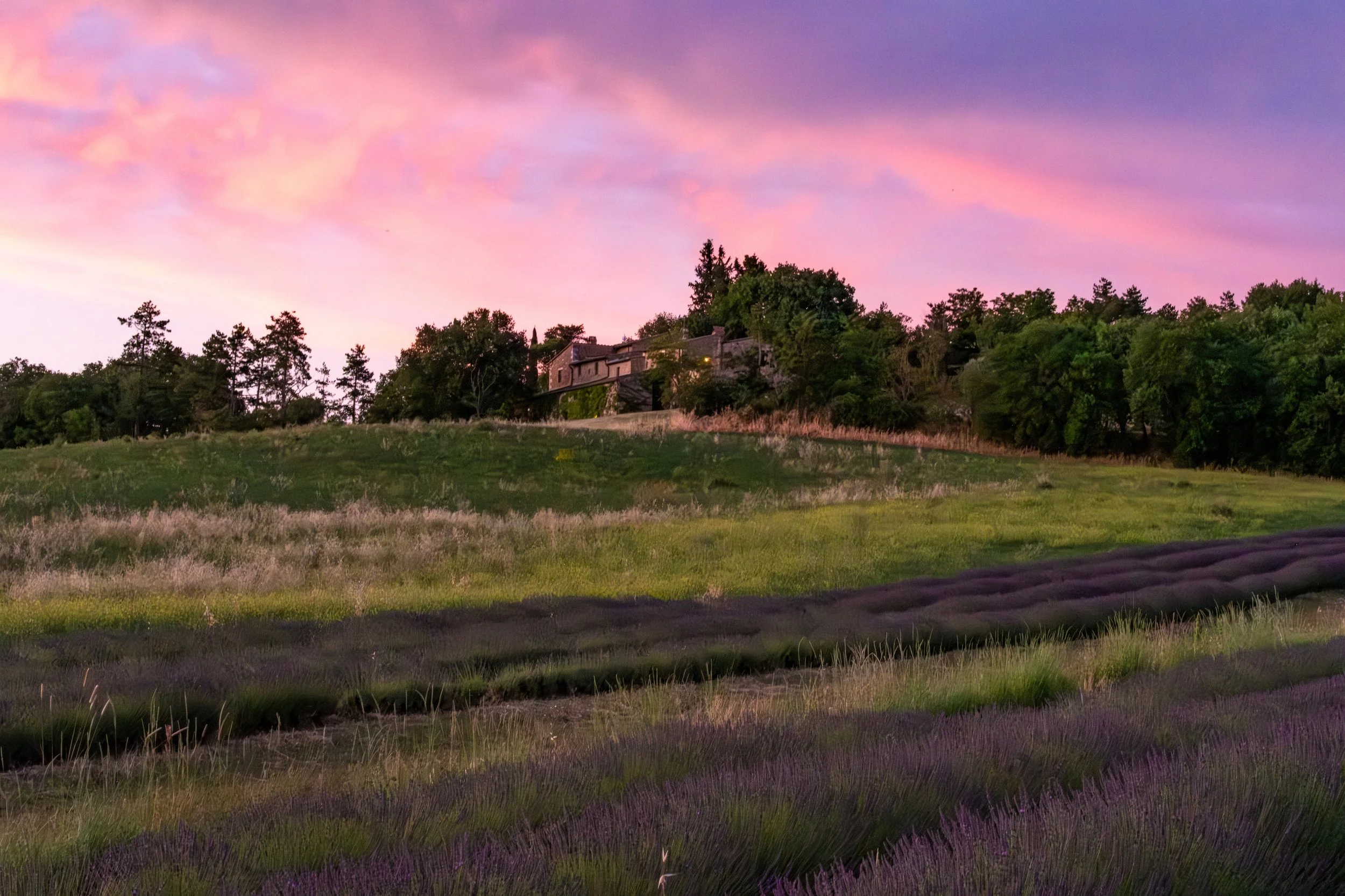 Lavender field below a stone farmhouse under a pink and purple sunset sky, Tuscany, Italy, by Zyan Sachs