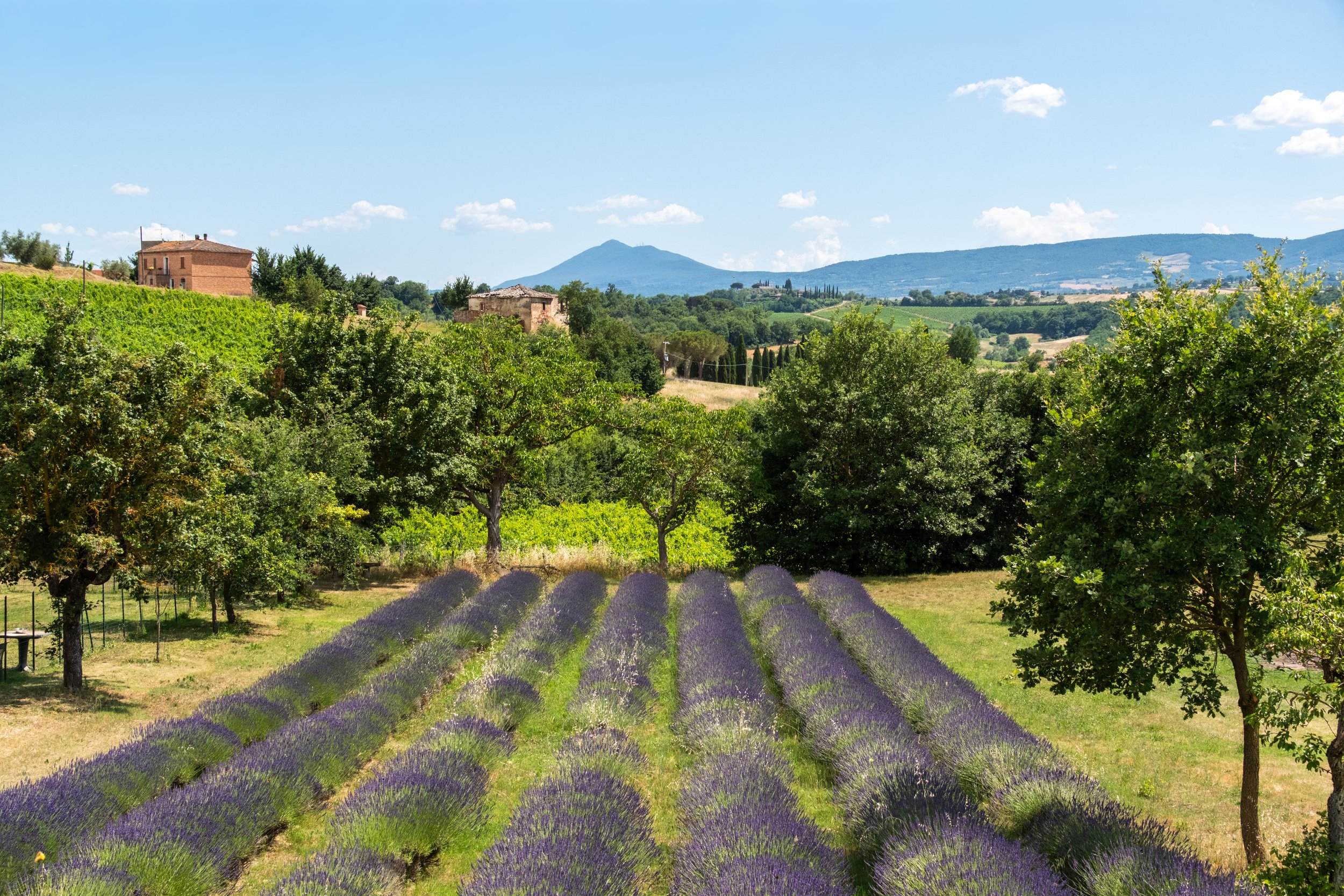 Lavender rows and olive trees with hills beyond at Agriturismo Metina, Montepulciano, Tuscany, by Zyan Sachs