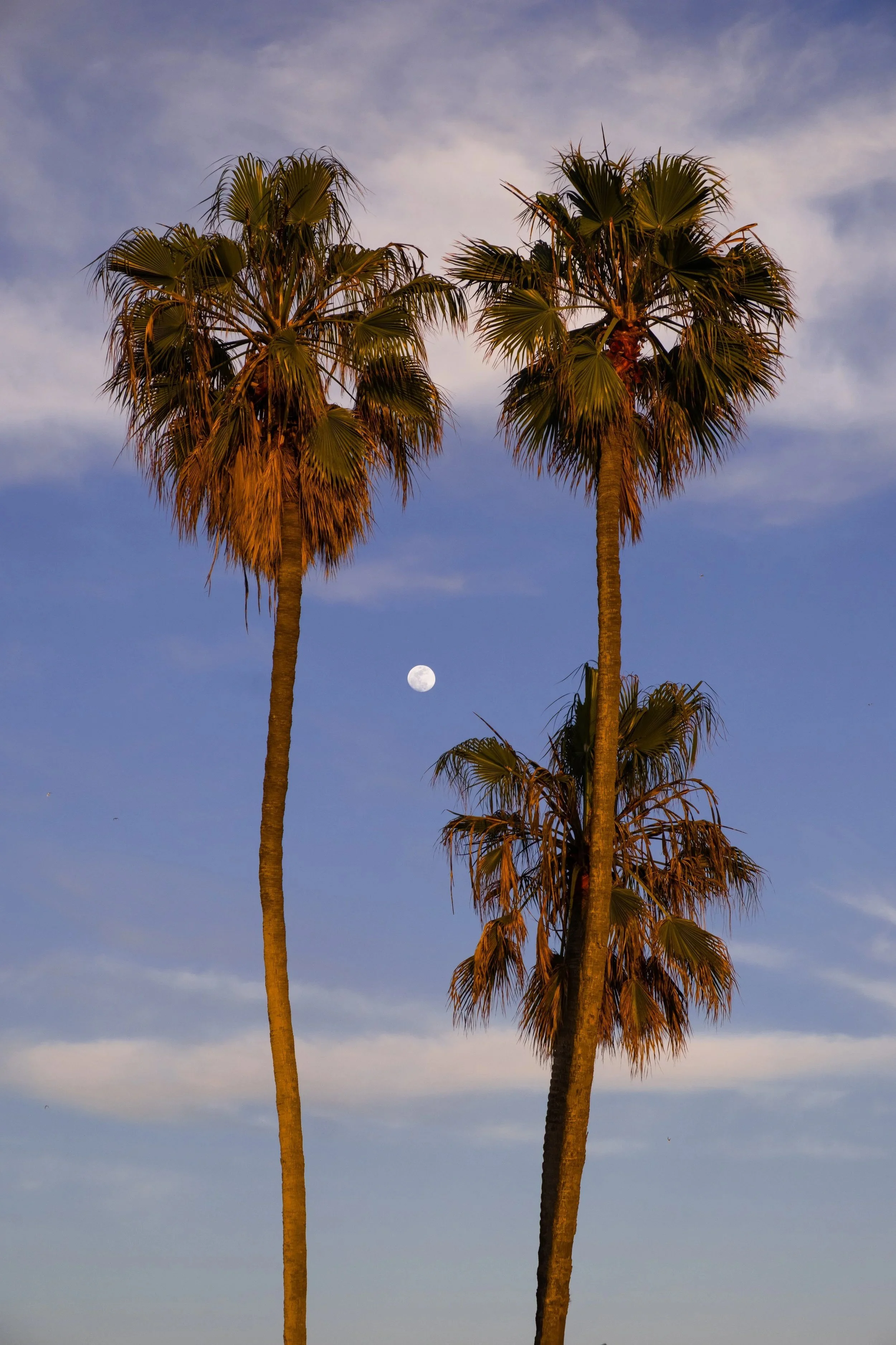 Palm trees silhouetted below the moon at dusk, San Diego, California - fine art print by Zyan Sachs