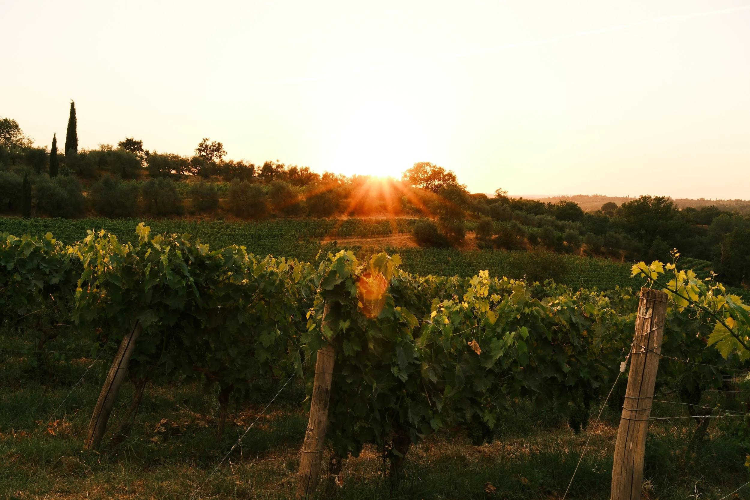 Sun setting over the vineyard at Agriturismo Metina, Montepulciano, Tuscany, by Zyan Sachs