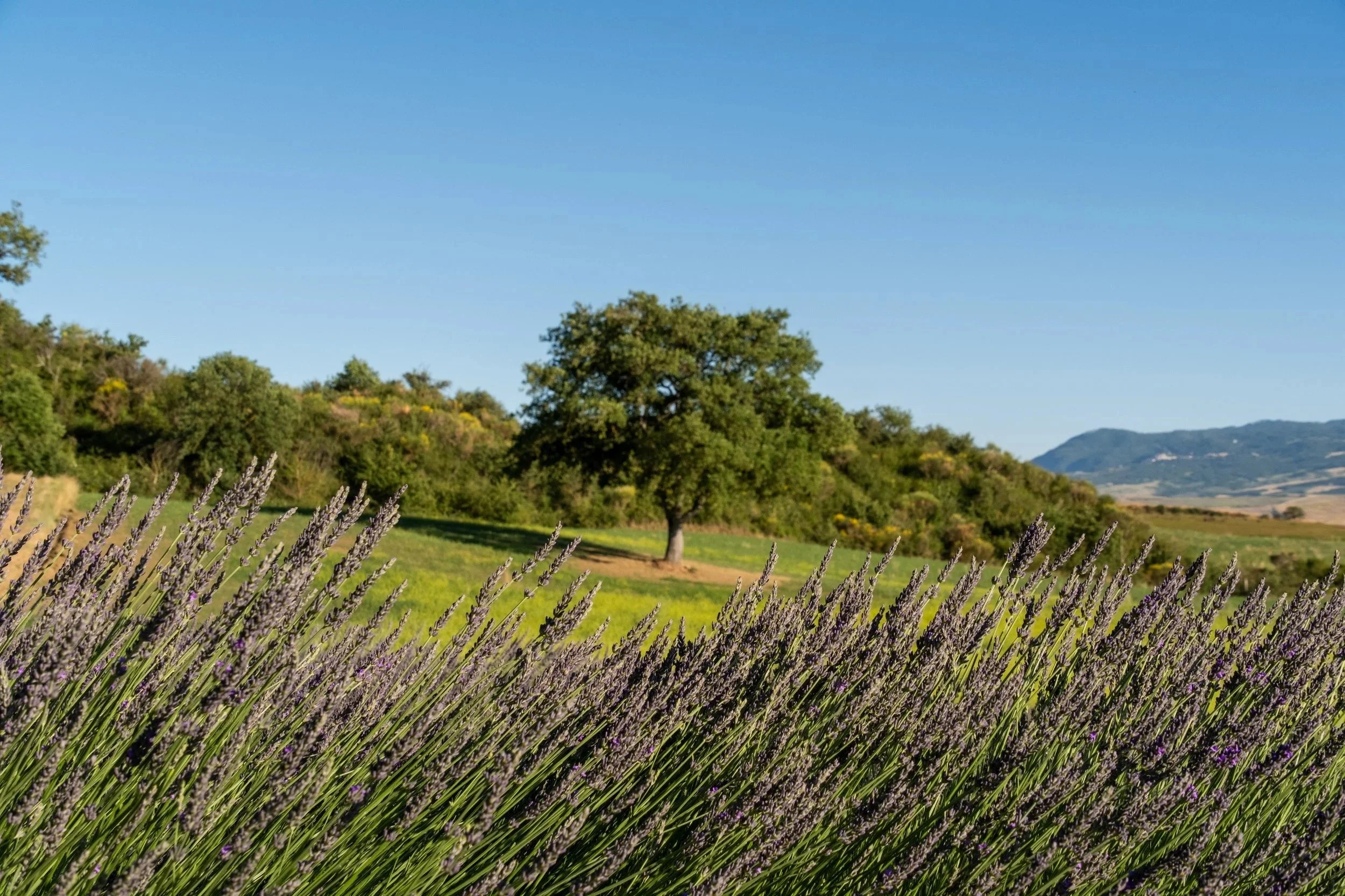Lavender in front of olive trees and rolling hills at Agriturismo Selvoli, Val d'Orcia, Tuscany - hospitality photography by Zyan Sachs