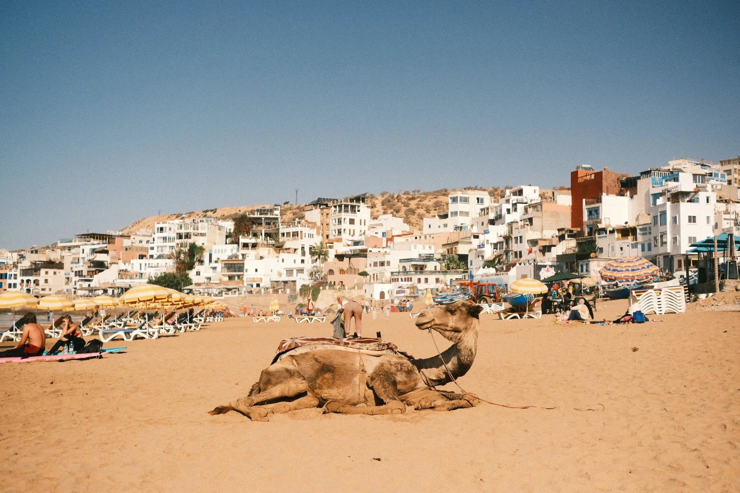Camels resting on the beach in front of the hillside town, Taghazout, Morocco - fine art print by Zyan Sachs
