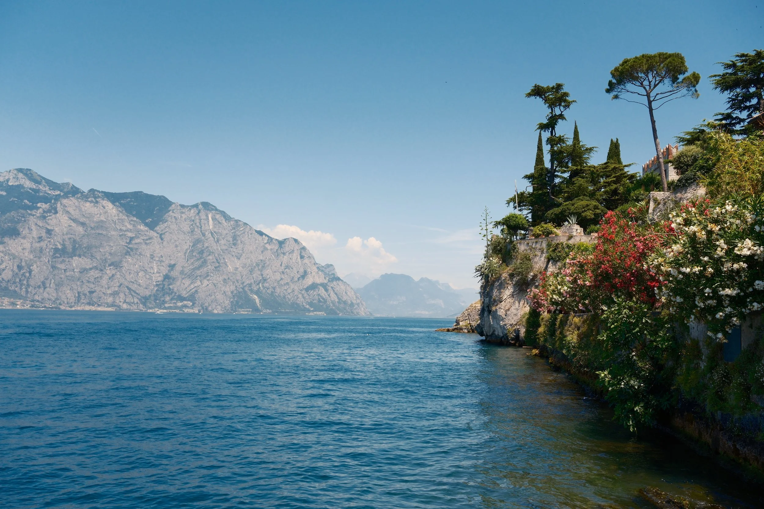 Pink and white oleanders on the cliff below Malcesine castle overlooking blue water and mountains, Lake Garda, Italy, by Zyan Sachs
