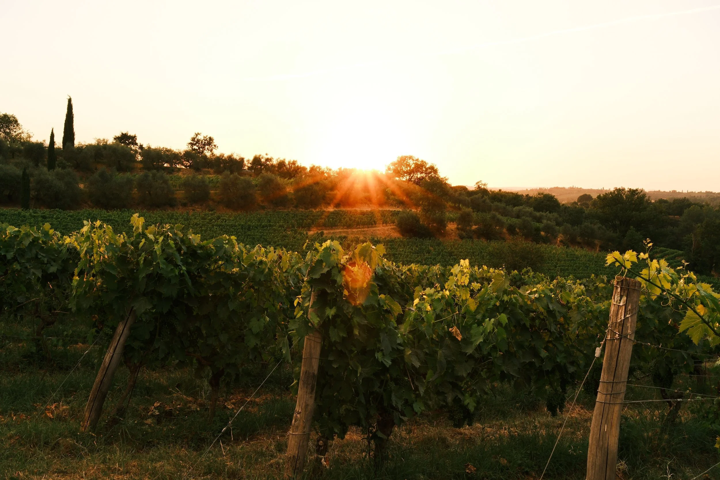 Sun setting over vineyard rows, olive trees and cypresses in the Tuscan hills, Italy, by Zyan Sachs