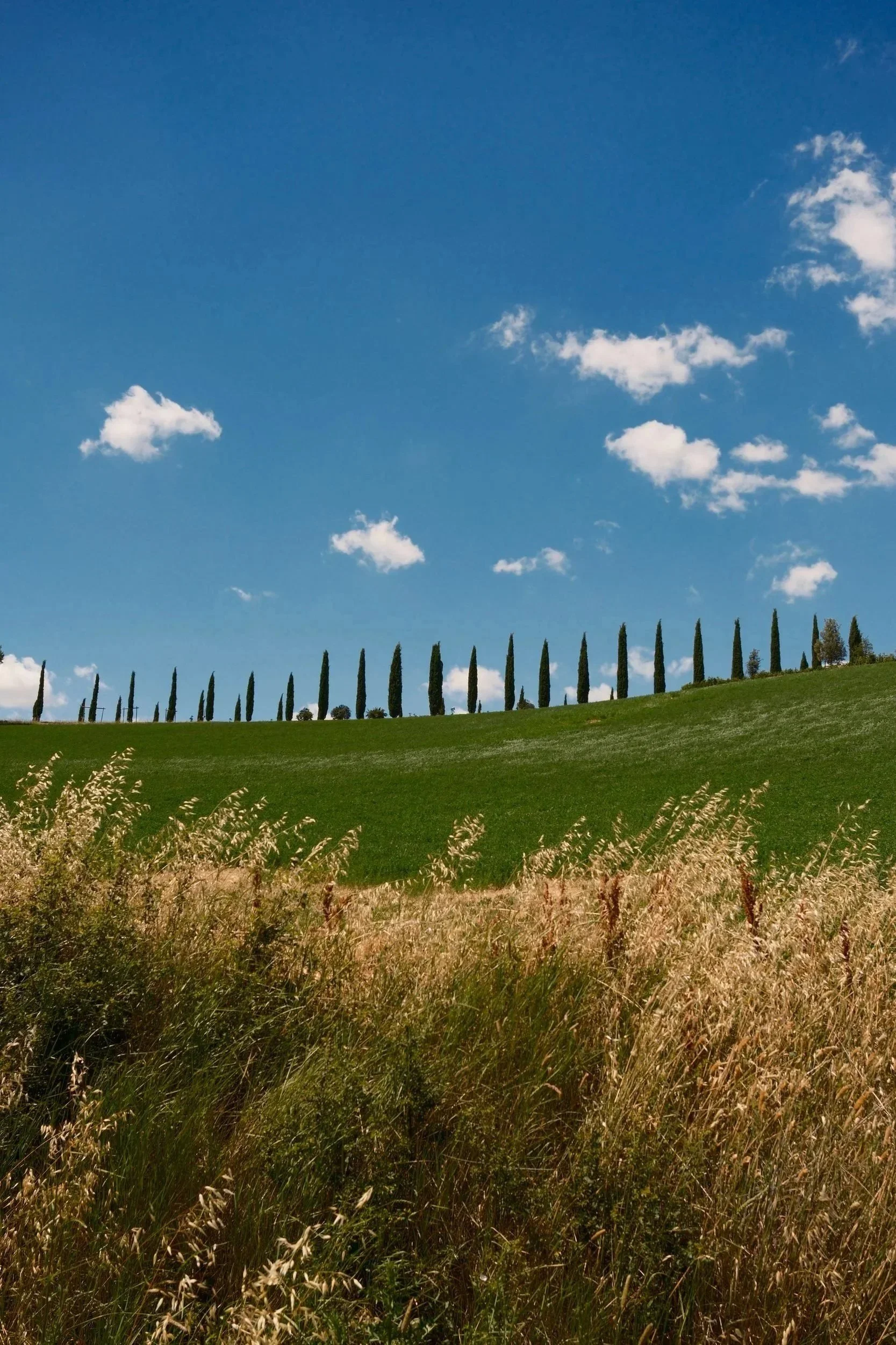 Row of cypress trees along a green hilltop under a blue sky with small clouds, Tuscany, Italy, by Zyan Sachs