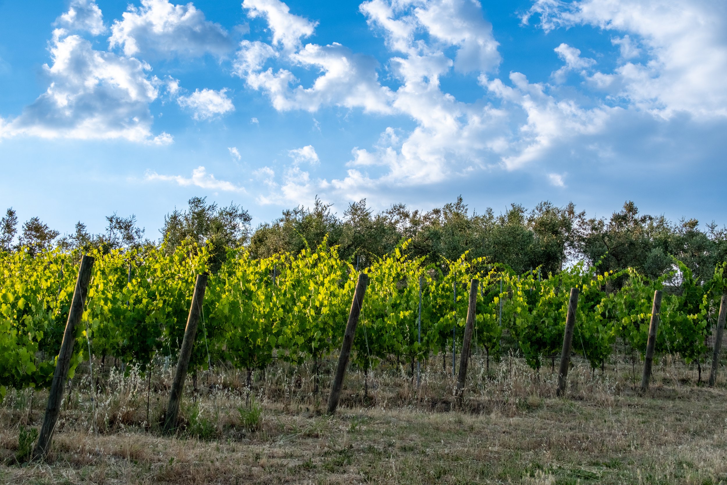 Vineyard rows under a blue sky with white clouds at Agriturismo Metina, Montepulciano, Tuscany, by Zyan Sachs