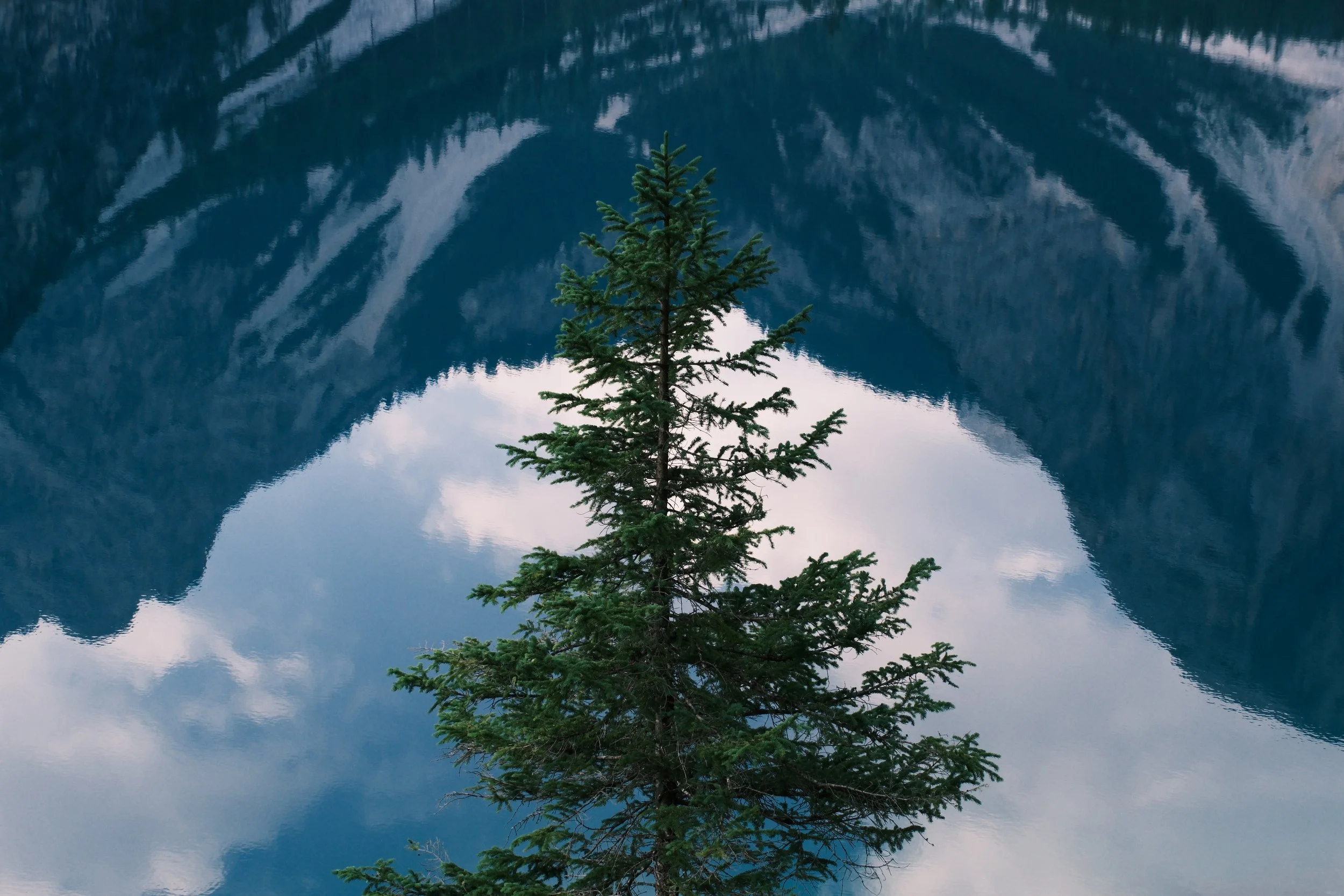 Young spruce against the reflection of mountains and clouds in Lago di Braies, Dolomites, Italy, by Zyan Sachs