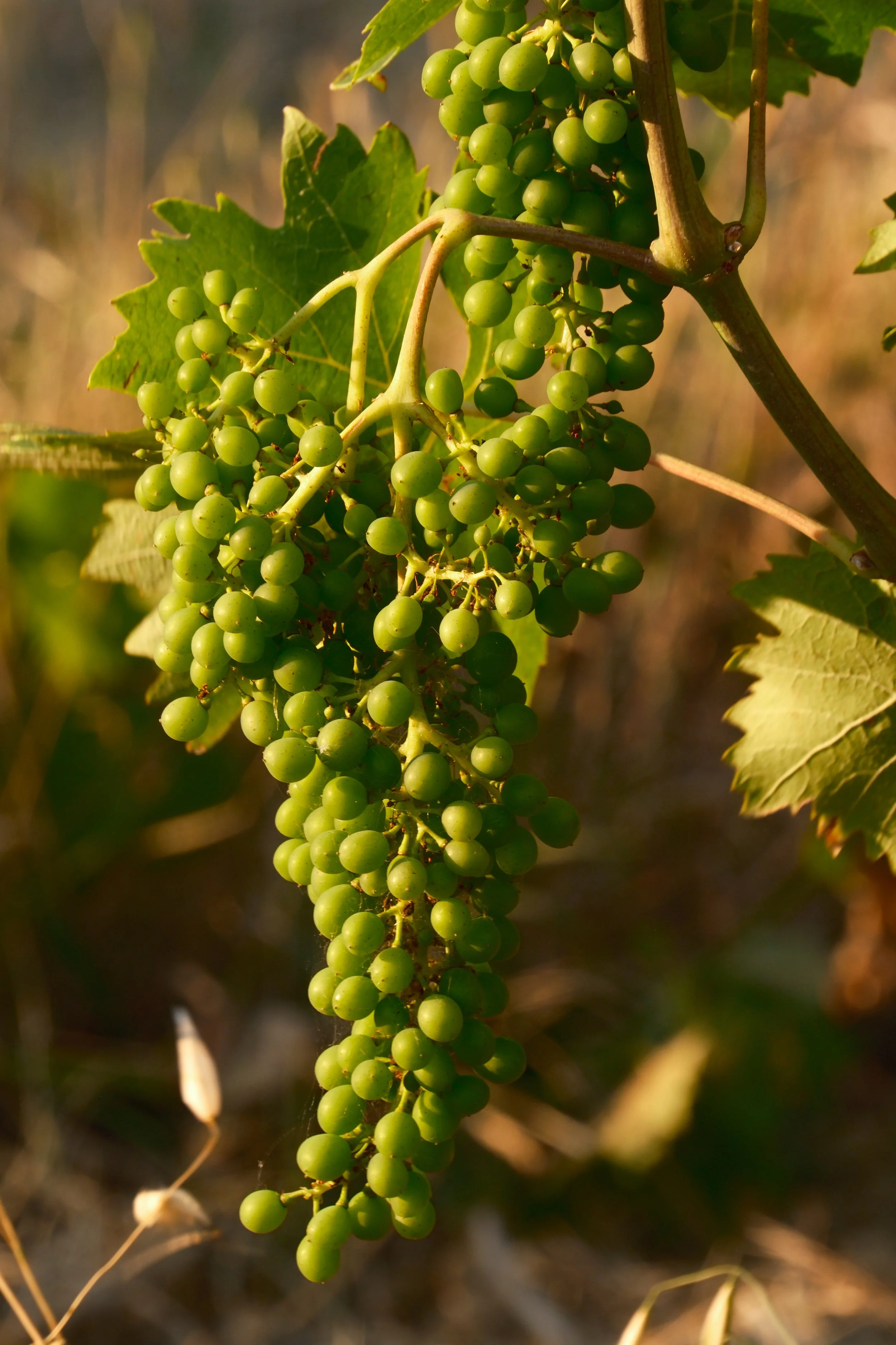 Bunch of green grapes on the vine at Agriturismo Metina, Montepulciano, Tuscany, by Zyan Sachs