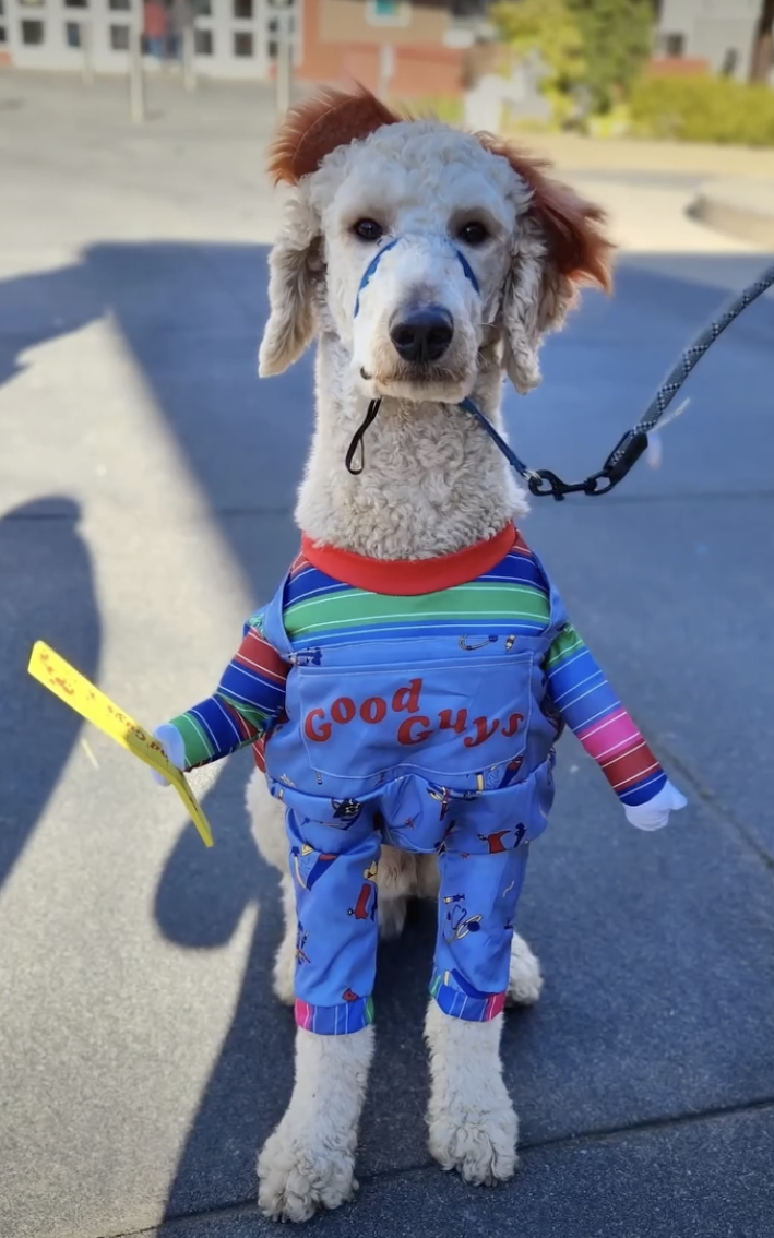 Pet Parade Downtown - Halloween