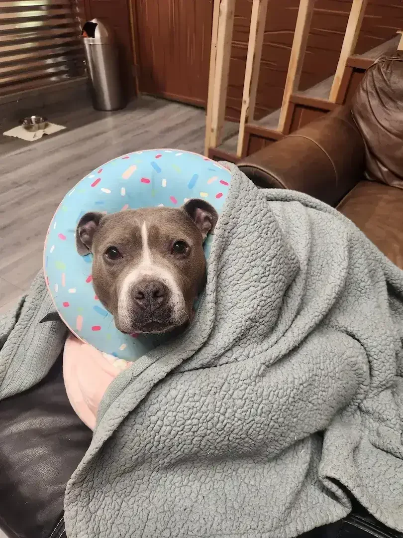 Comfortable dog resting indoors during a boarding stay