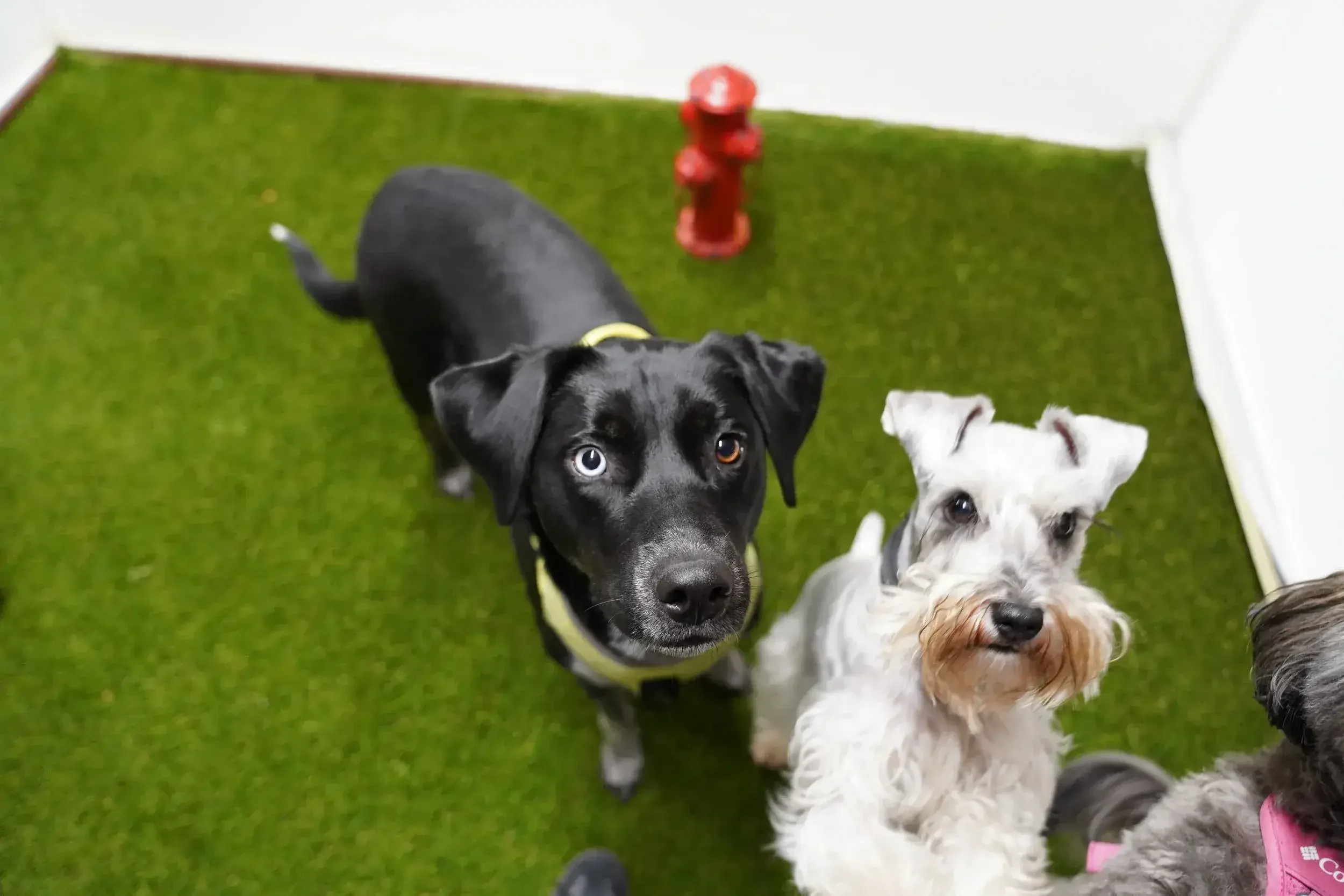 Dogs looking up during indoor daycare playtime on turf flooring