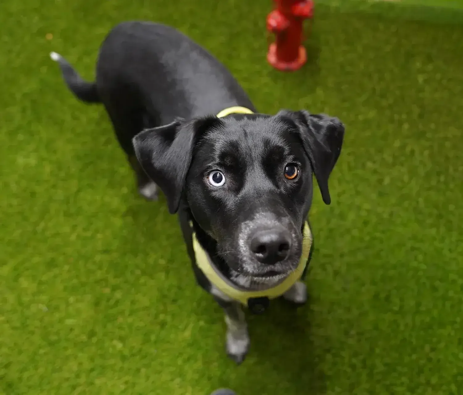 Dog looking up during indoor daycare playtime on turf flooring
