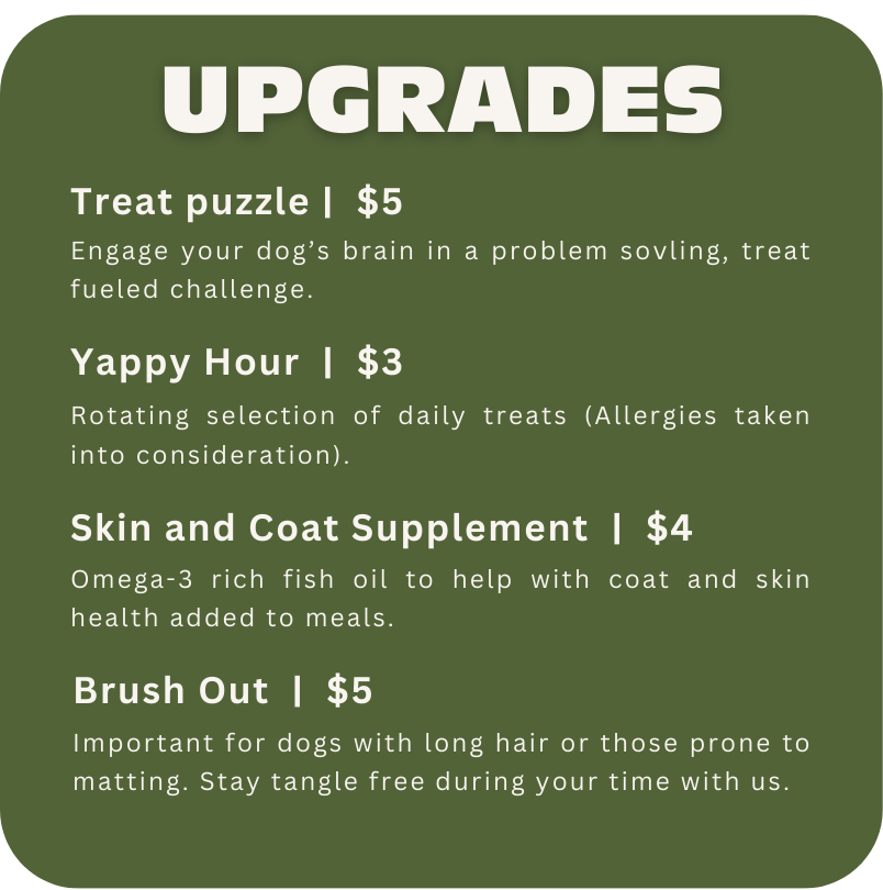 Everett Dog Daycare & Boarding Pricing | Fun & Affordable With Indoor ...