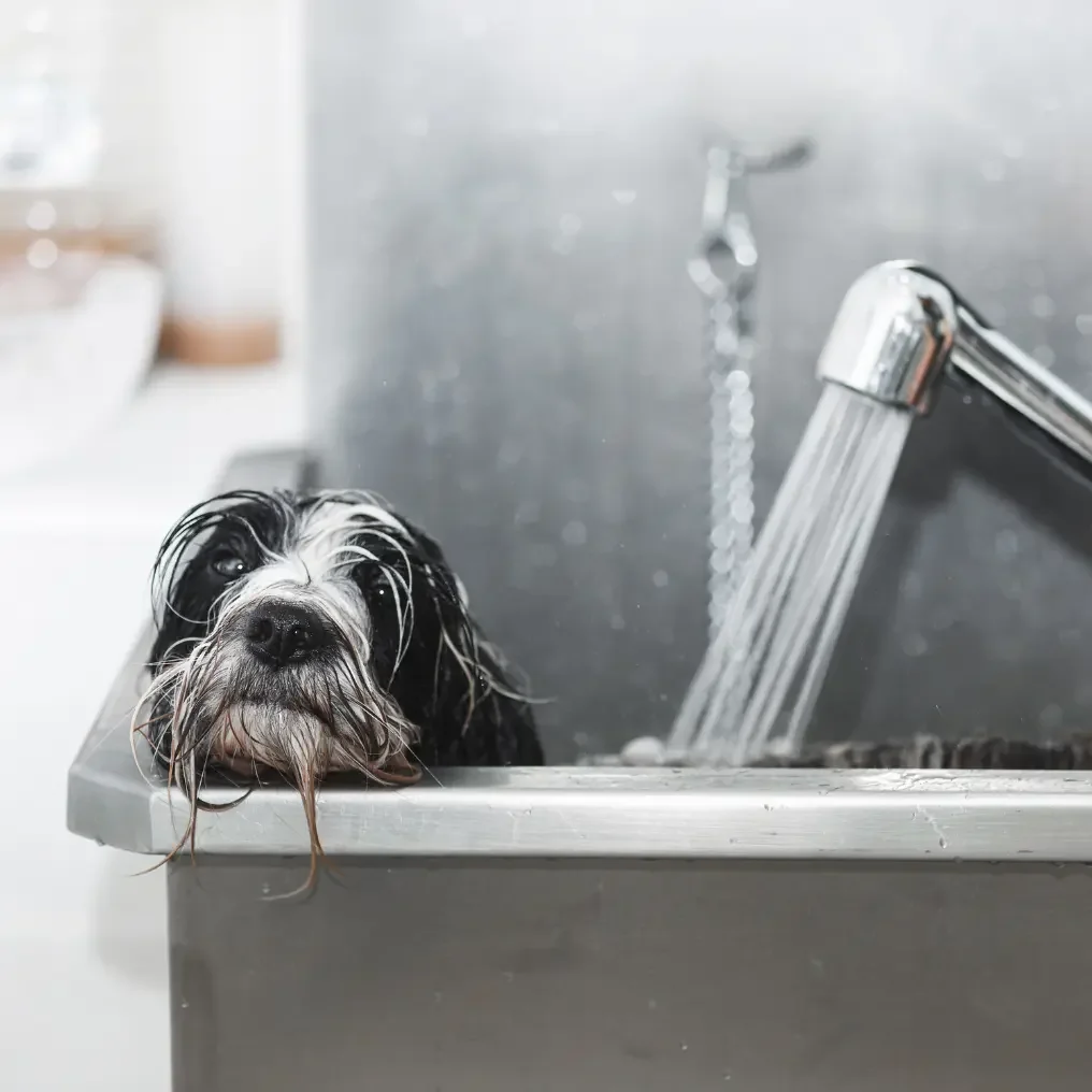 Dog being washed at a self-wash grooming station indoors