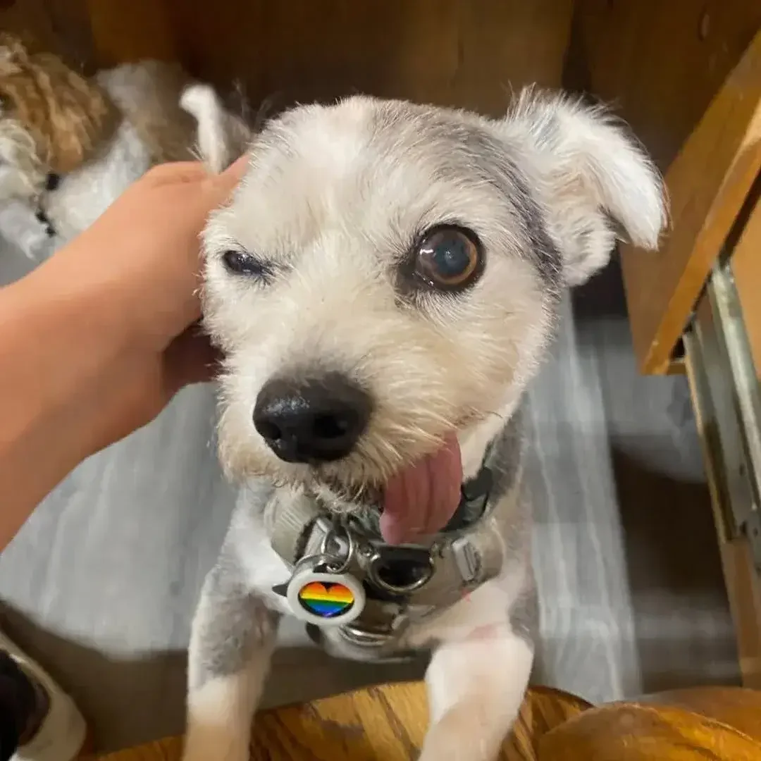 Happy small dog with tongue out being gently petted indoors
