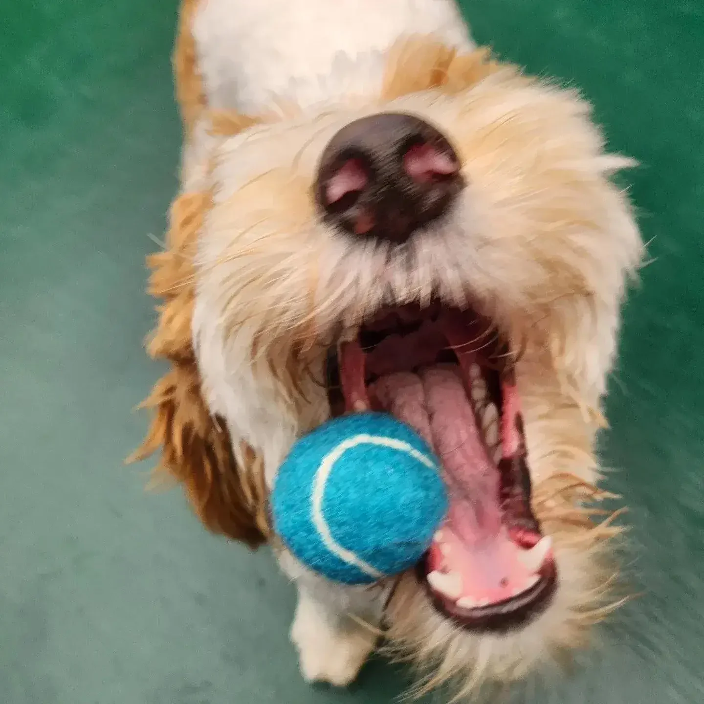 Dog playing with a tennis ball indoors during supervised playtime